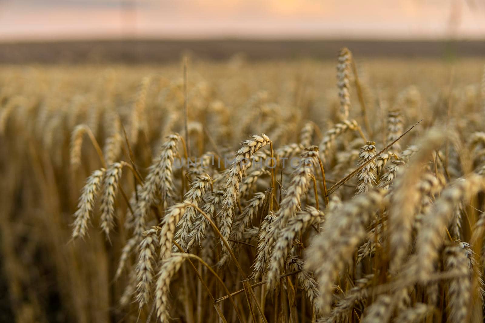 Close up of ripe wheat ears. Ripening ears of golden field. Agriculture scene of sun setting over the yellow meadow. by vovsht