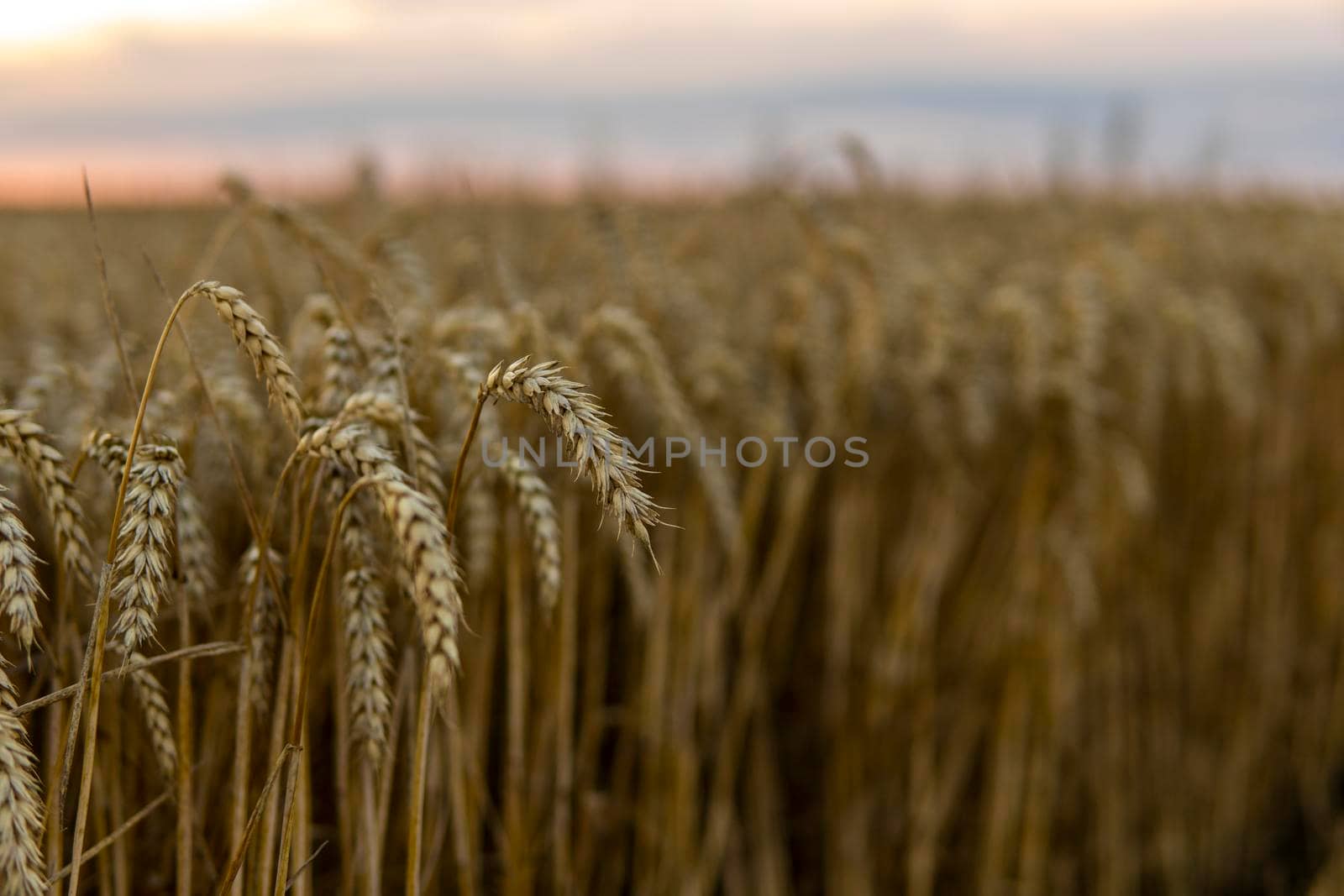 Close up of ripe wheat ears. Ripening ears of golden field. Agriculture scene of sun setting over the yellow meadow. by vovsht