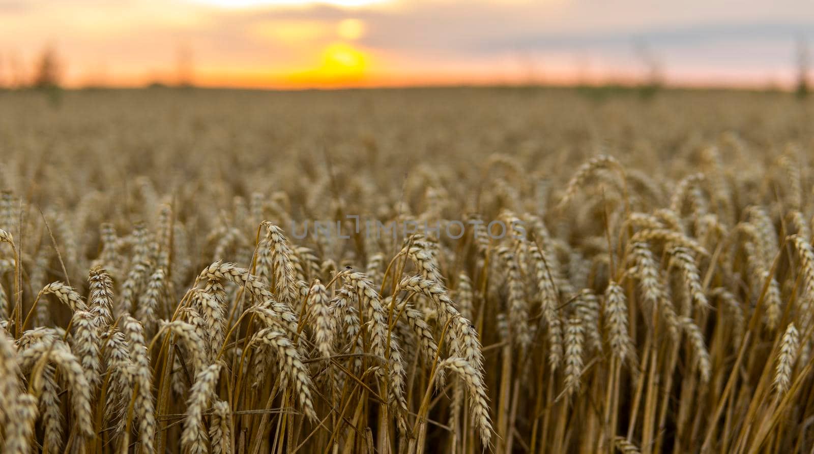 Gold Wheat Field. Ripening ears of meadow wheat field. Concept of great harvest and productive seed industry. Organic golden ripe ears of wheat on agricultural field