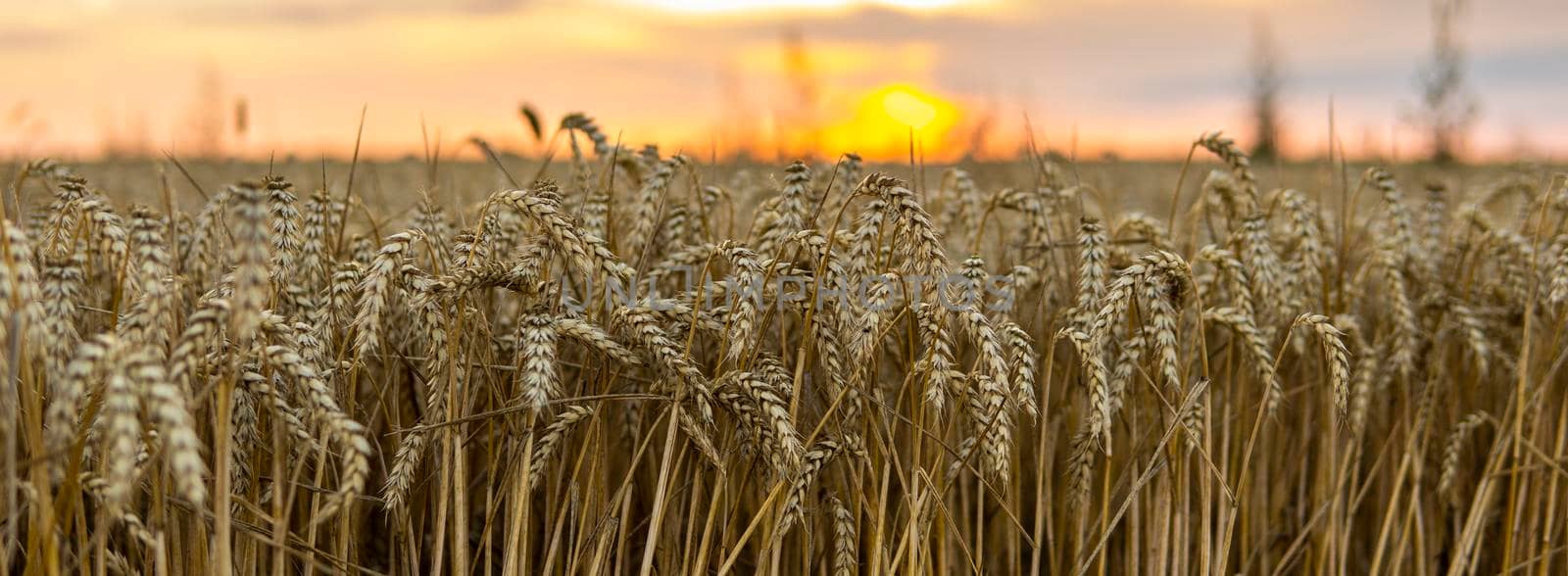 Golden wheat field under a setting sun.Organic golden ripe ears of wheat on agricultural field