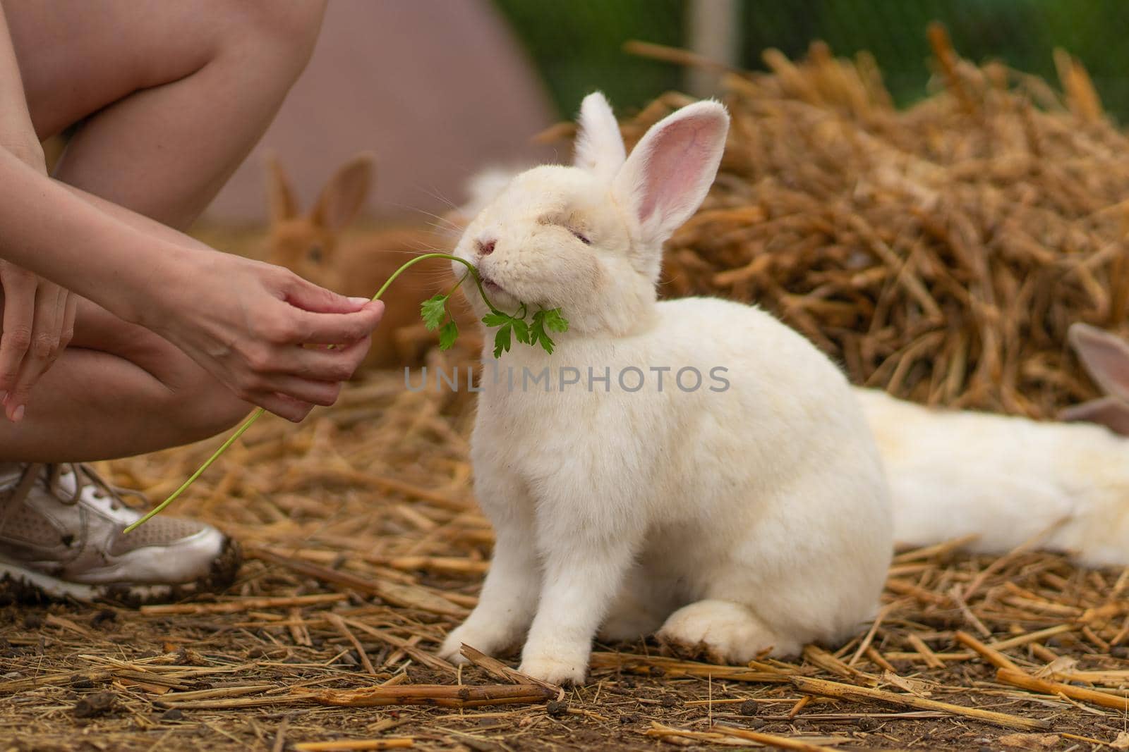 Girl rabbit brown easter feeds parsley bunny white background garden, for group sitting from hair and summer domestic, wild bright. Funny lovely, by 89167702191