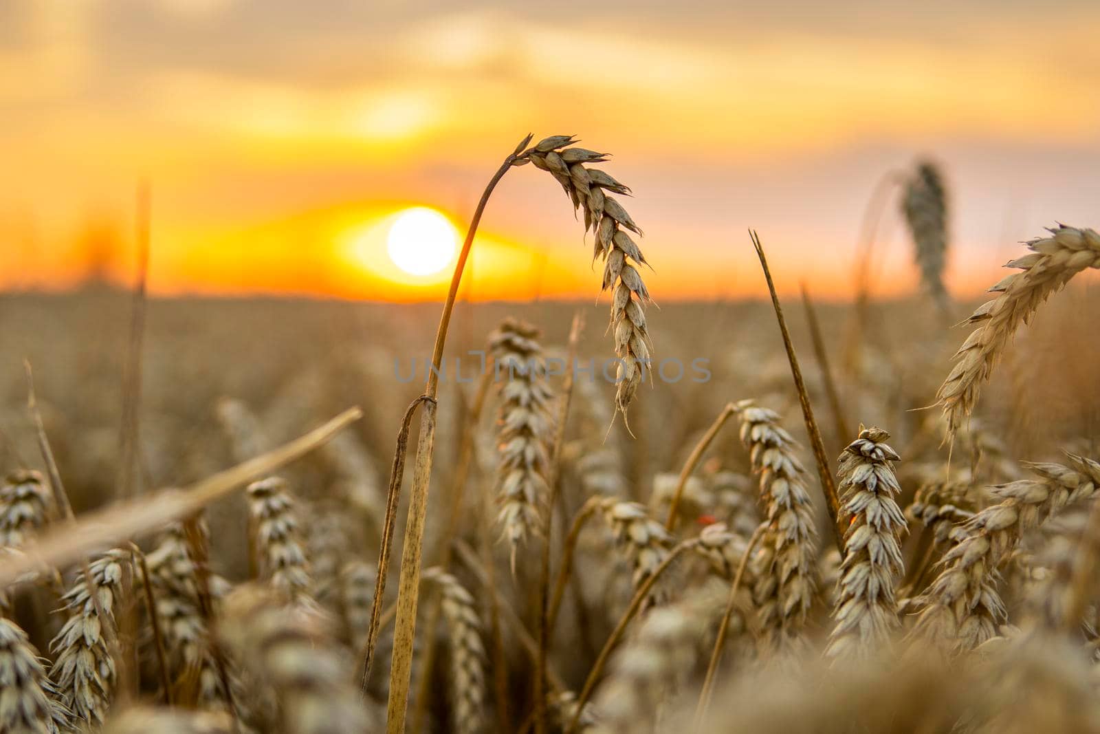 Golden wheat field at sunset. Harvest scenery in the countryside. Agriculture