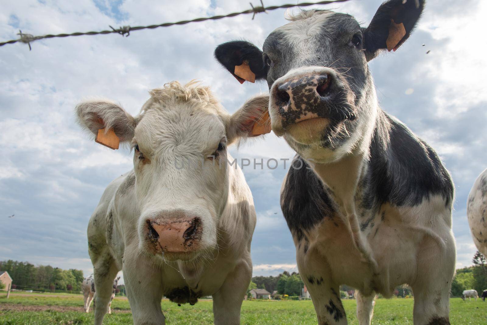 a group of beautiful multi-colored spotted black and white cows graze in a corral on green grass, a rural landscape in a village on the outskirts of the city, farming. High quality photo