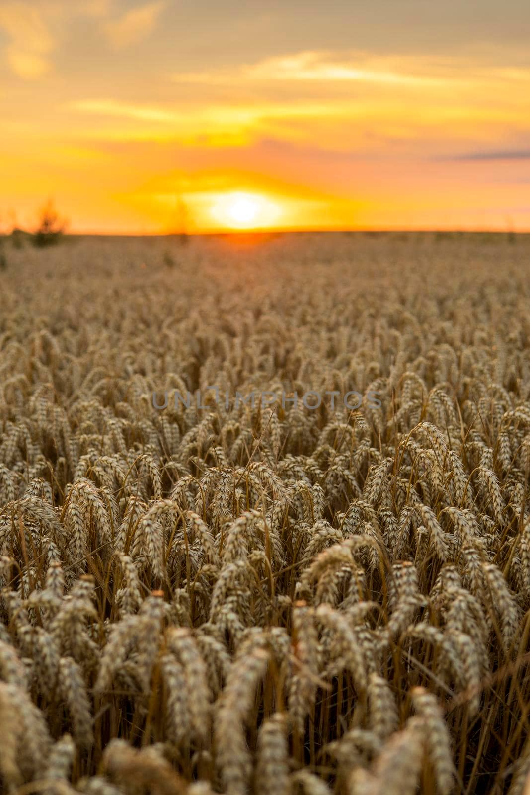 Golden wheat field at sunset. Harvest scenery in the countryside. Agriculture