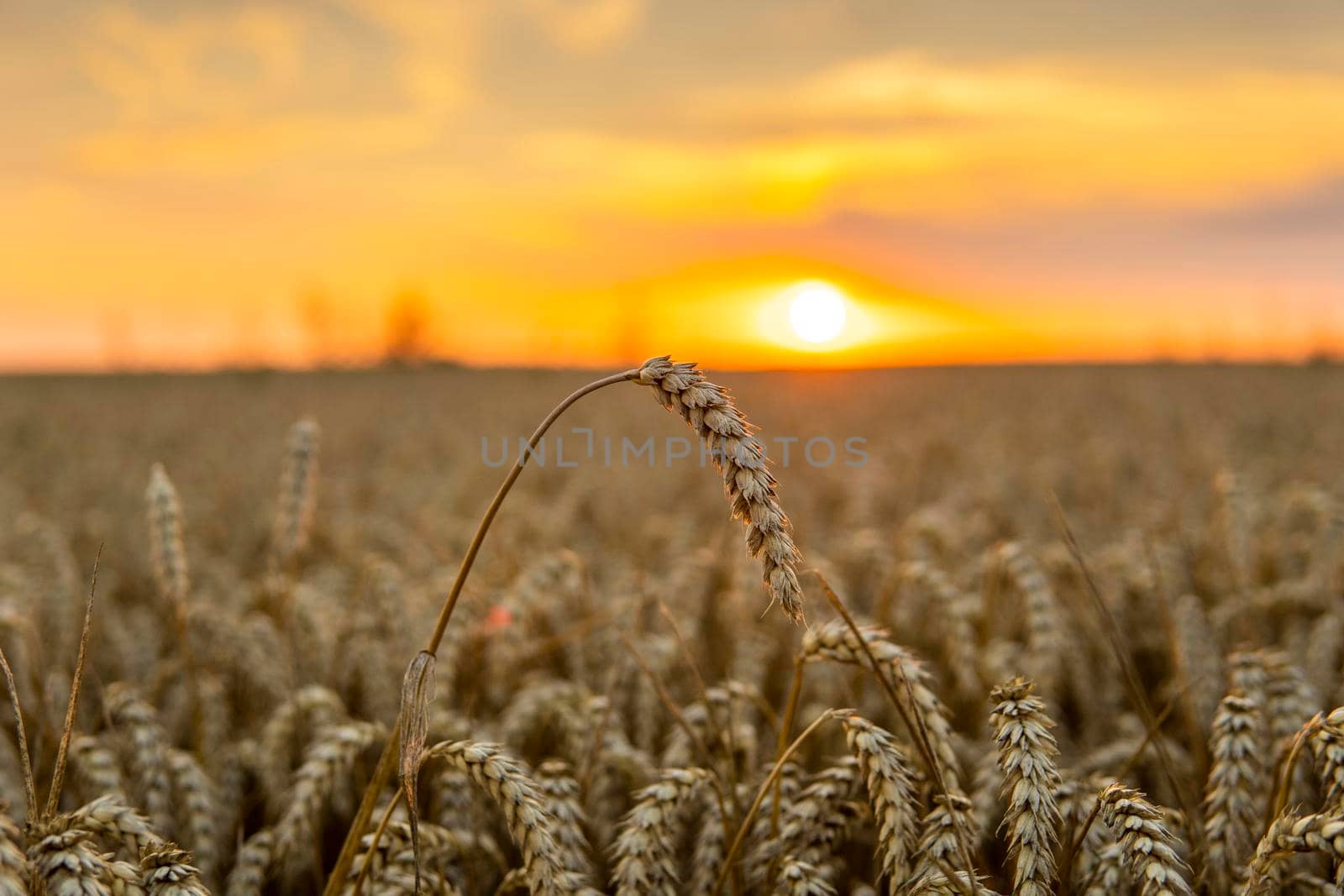 Scenic view at beautiful summer sunset in a wheaten field with golden wheat with a cloudy sunset sky background