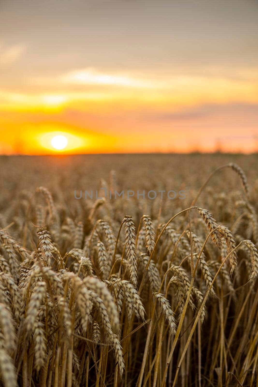 Majestic sunset over a wheat field. Wheat ears under sunshine at sunset. Wonderful rural landscape