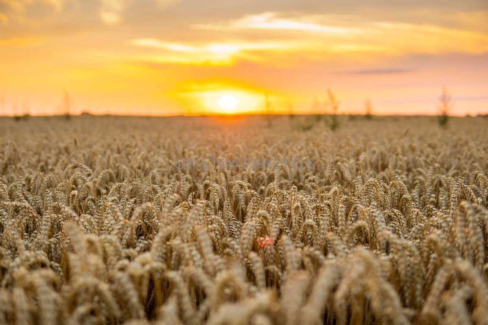 Scene of sunset on the agricultural field with golden ears of wheat in the summer with a cloudy sunset sky background. Landscape. by vovsht