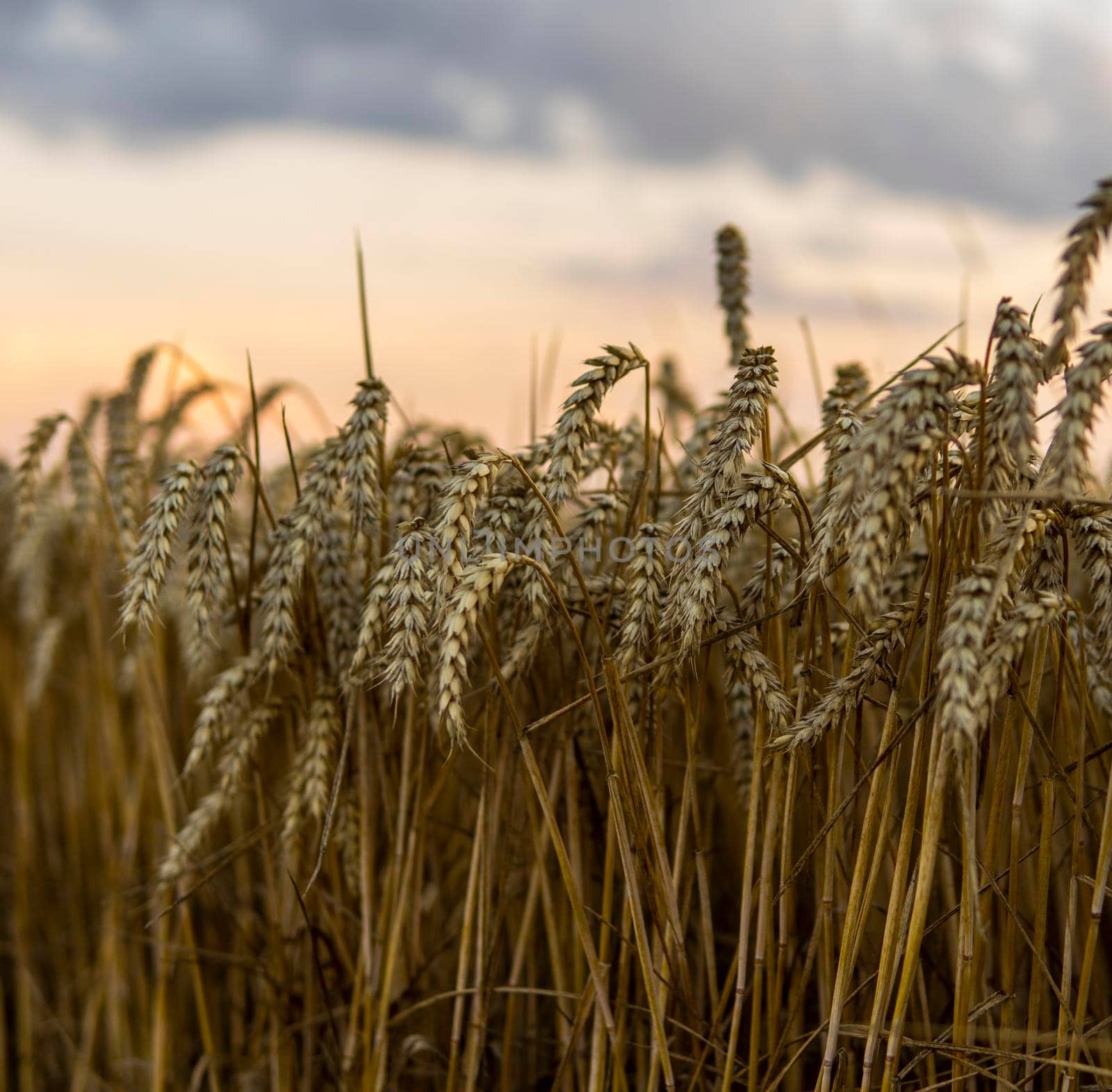 Golden wheat field under a setting sun.Organic golden ripe ears of wheat on agricultural field. by vovsht