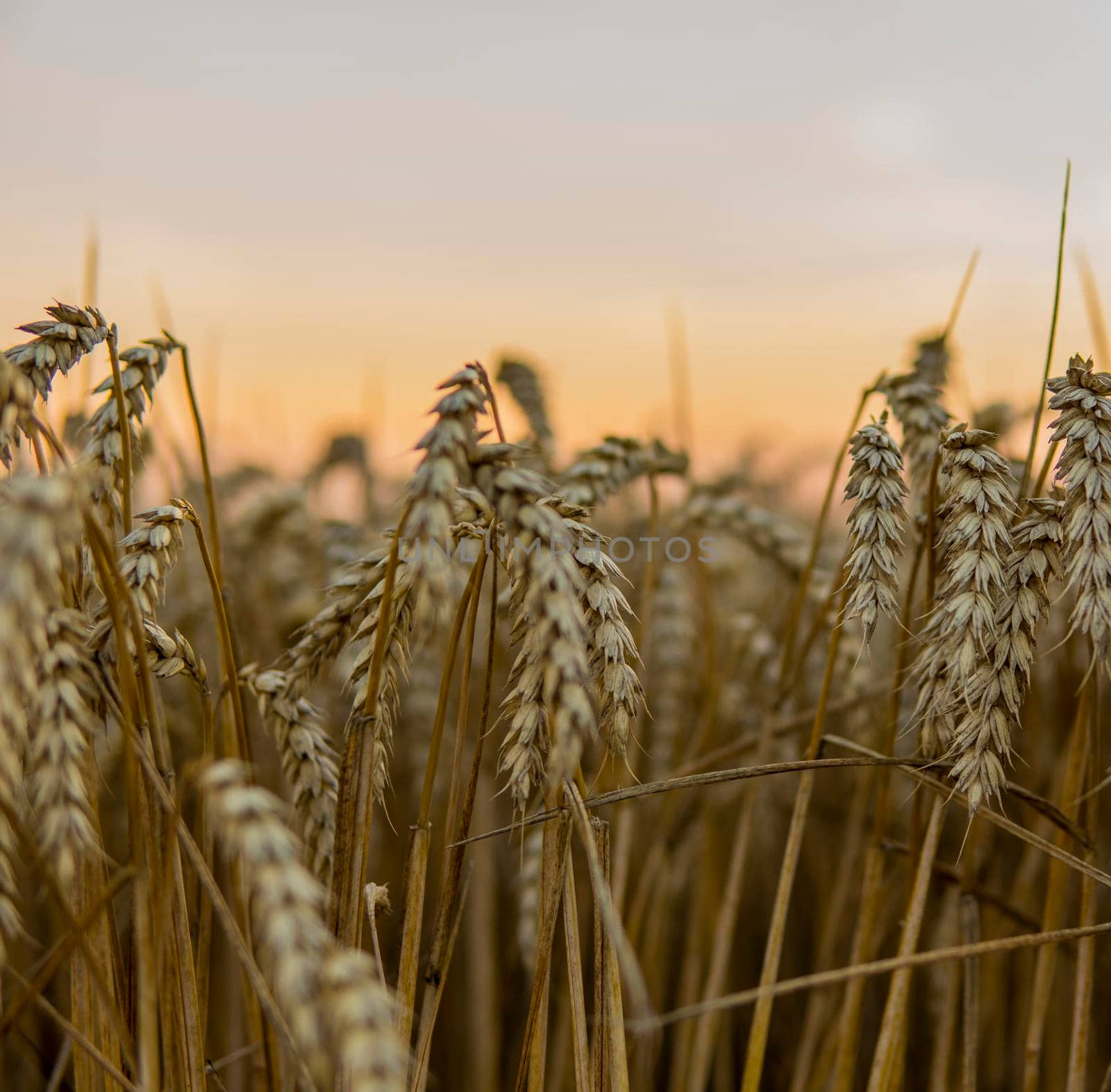 Golden wheat field in Ukraine. Ears of ripe yellow wheat against a bright sunset sky