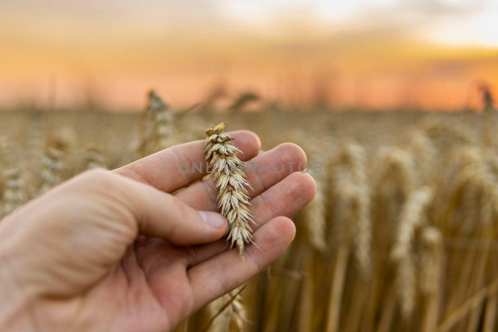 A man holds golden ears of wheat against the background of a ripening field. Farmer's hands close-up. The concept of planting and harvesting a rich harvest