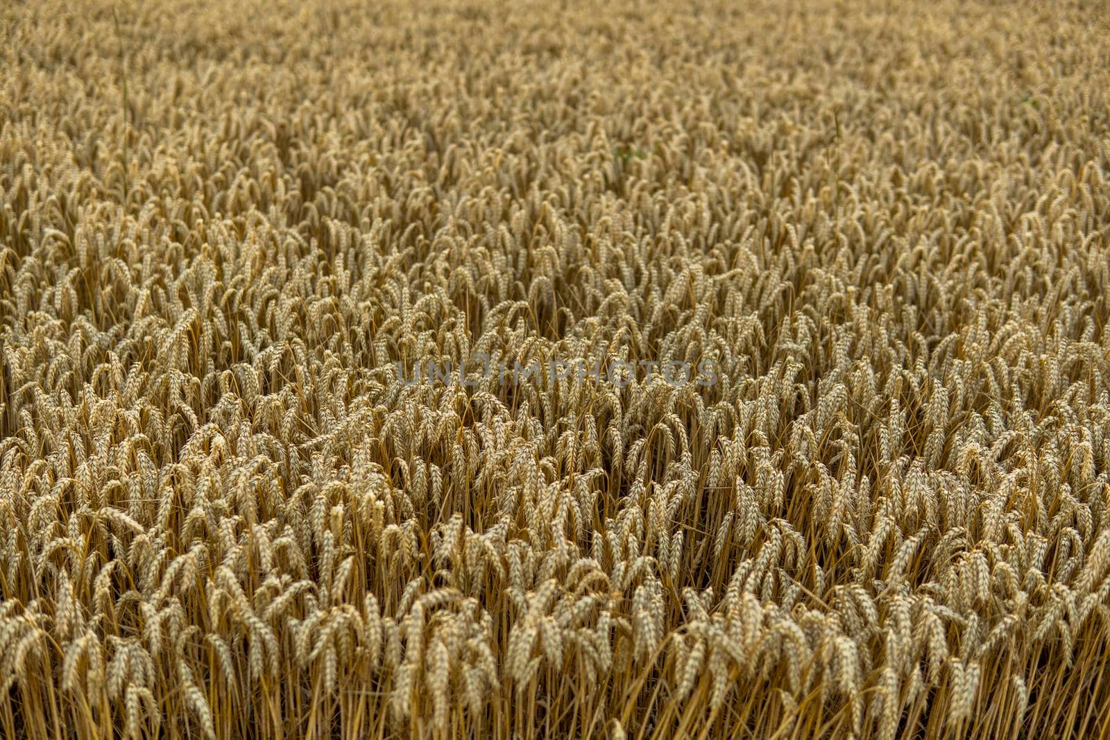 Agricultural field in a sunset. Golden ears of wheat on a field. Agriculture. Harvest. by vovsht