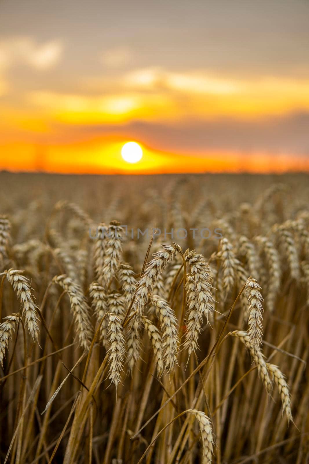 Agricultural field in a sunset. Golden ears of wheat on a field. Agriculture. Harvest. by vovsht