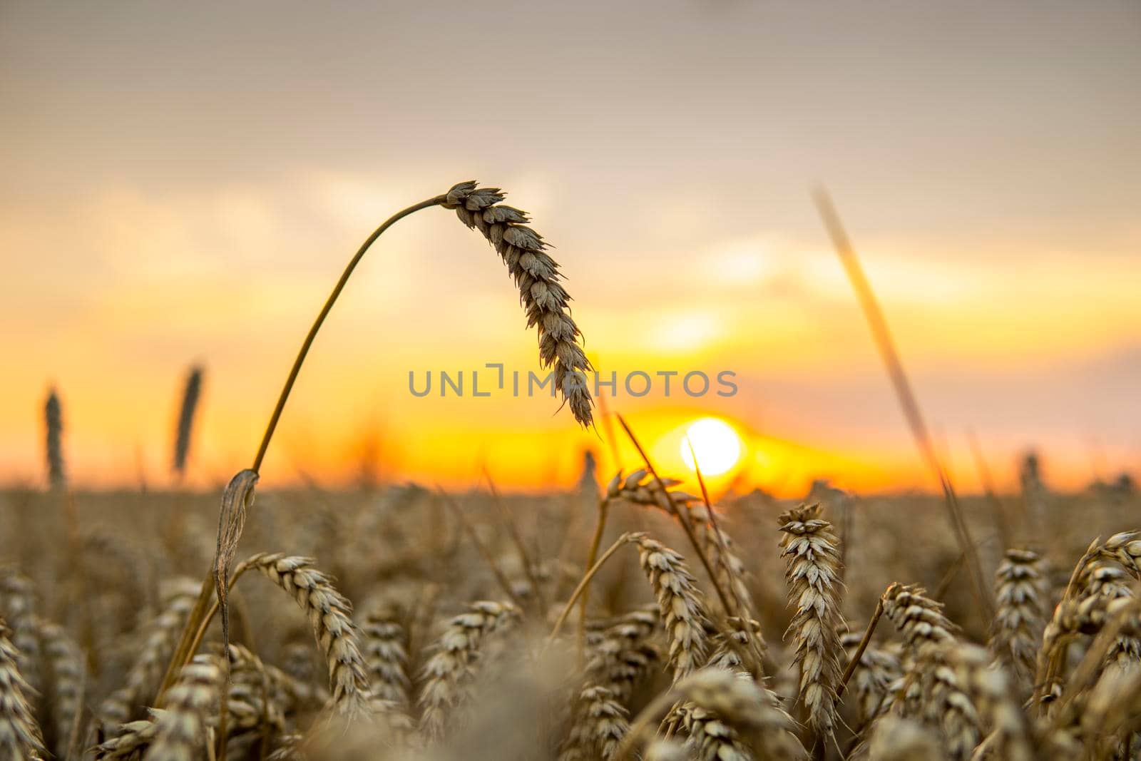 Agricultural field in a sunset. Golden ears of wheat on a field. Agriculture. Harvest