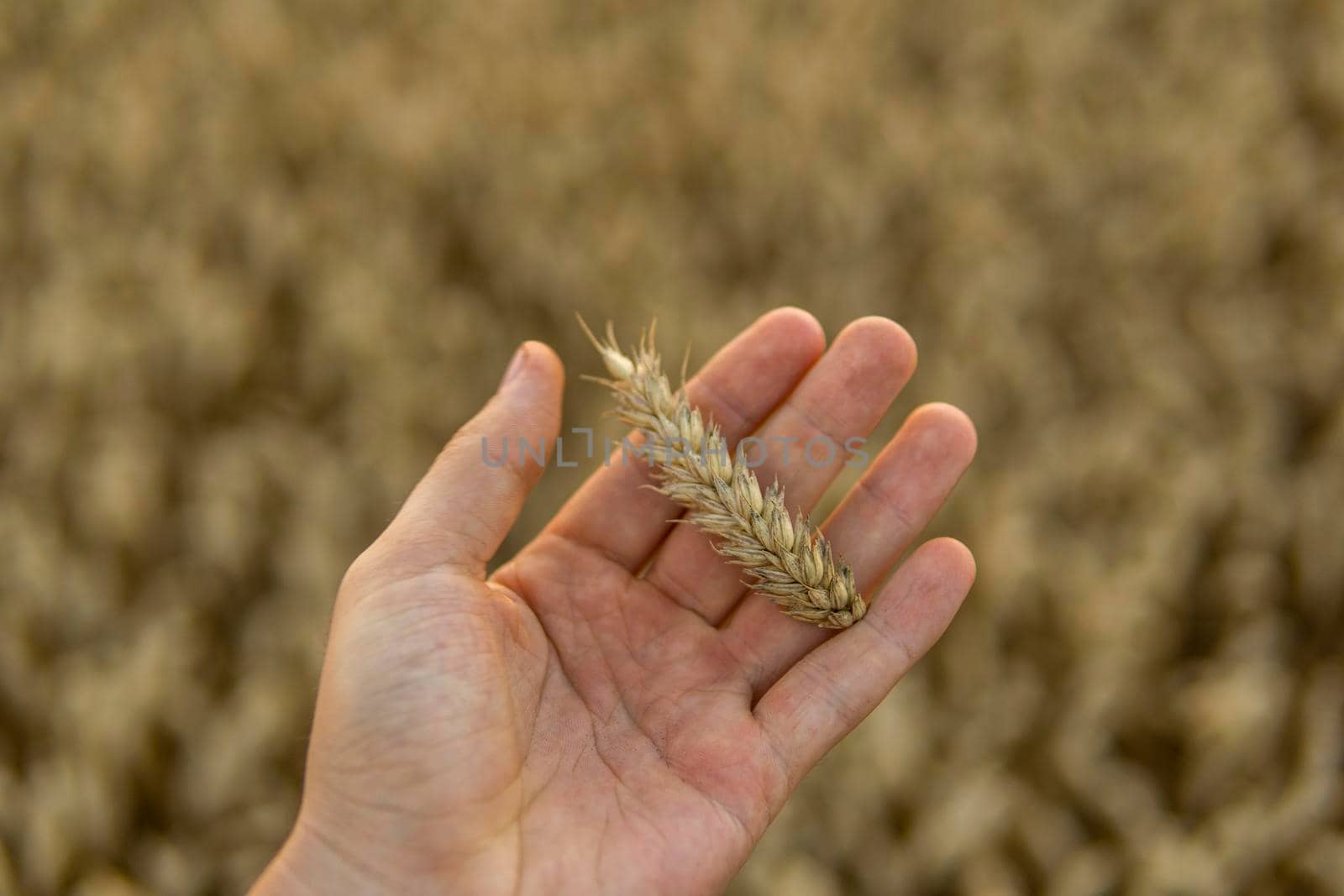 A man holds golden ears of wheat against the background of a ripening field. Farmer's hands close-up. The concept of planting and harvesting a rich harvest
