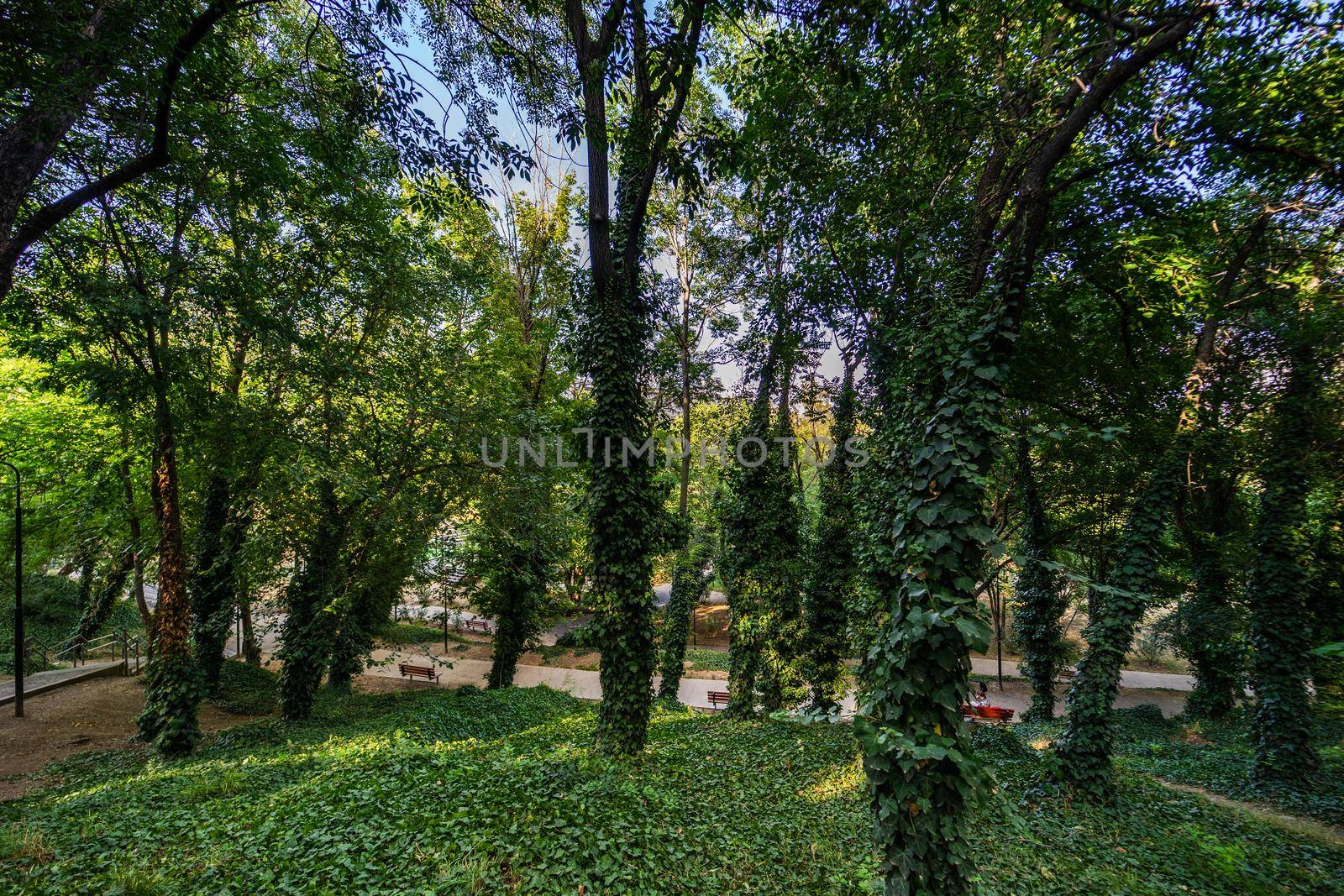 Summer in Mziuri Park in Tbilisi by Elet