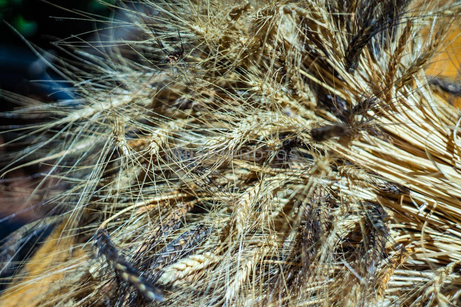 Close up of dried wheat ears in bouquet
