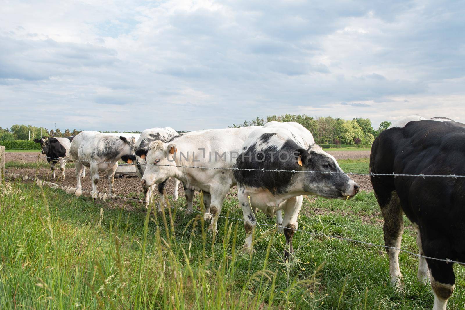 a group of multi-colored black and white cows graze in a corral on green grass by KaterinaDalemans