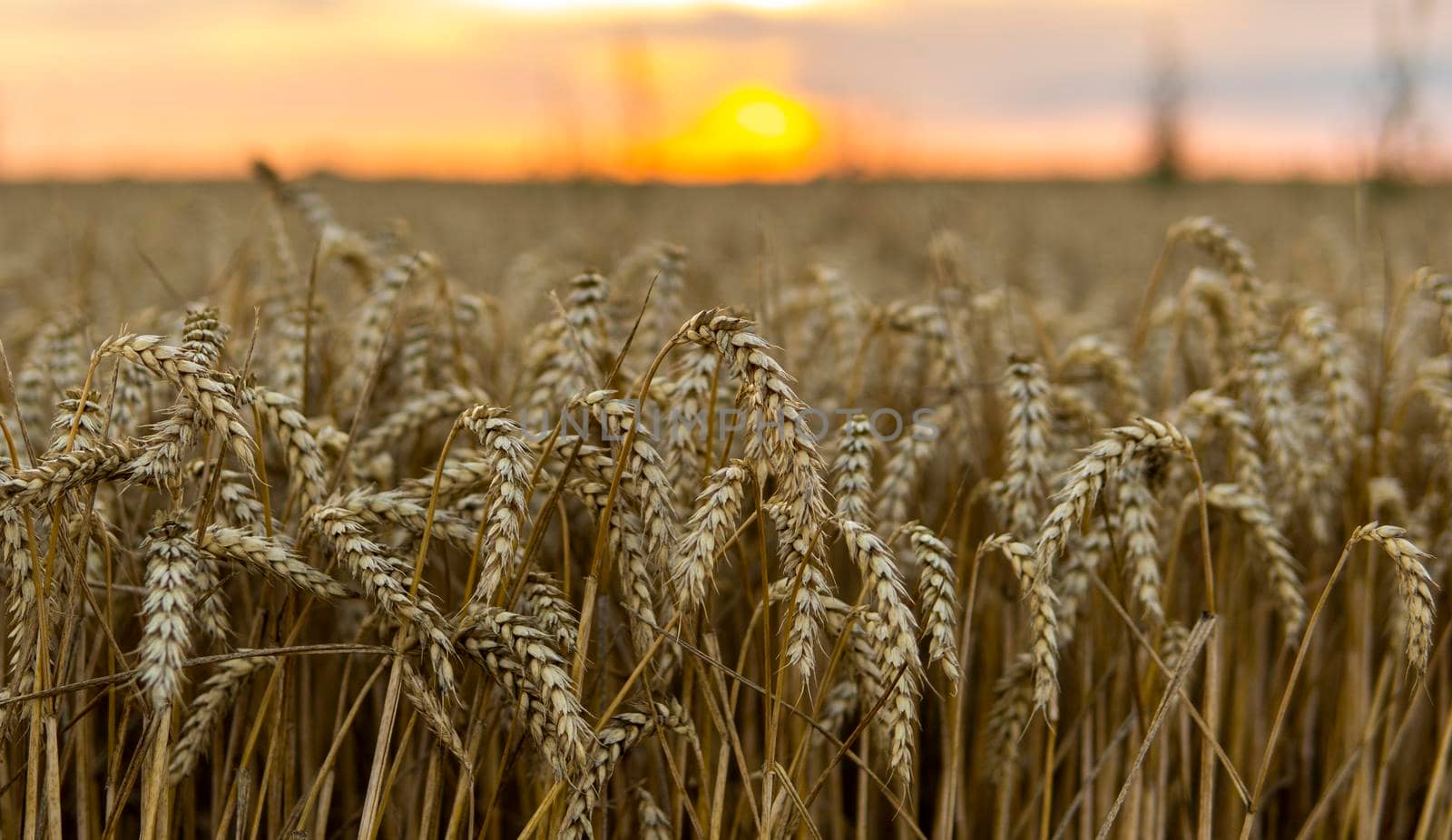 Agricultural field in a sunset. Golden ears of wheat on a field. Agriculture. Harvest. by vovsht