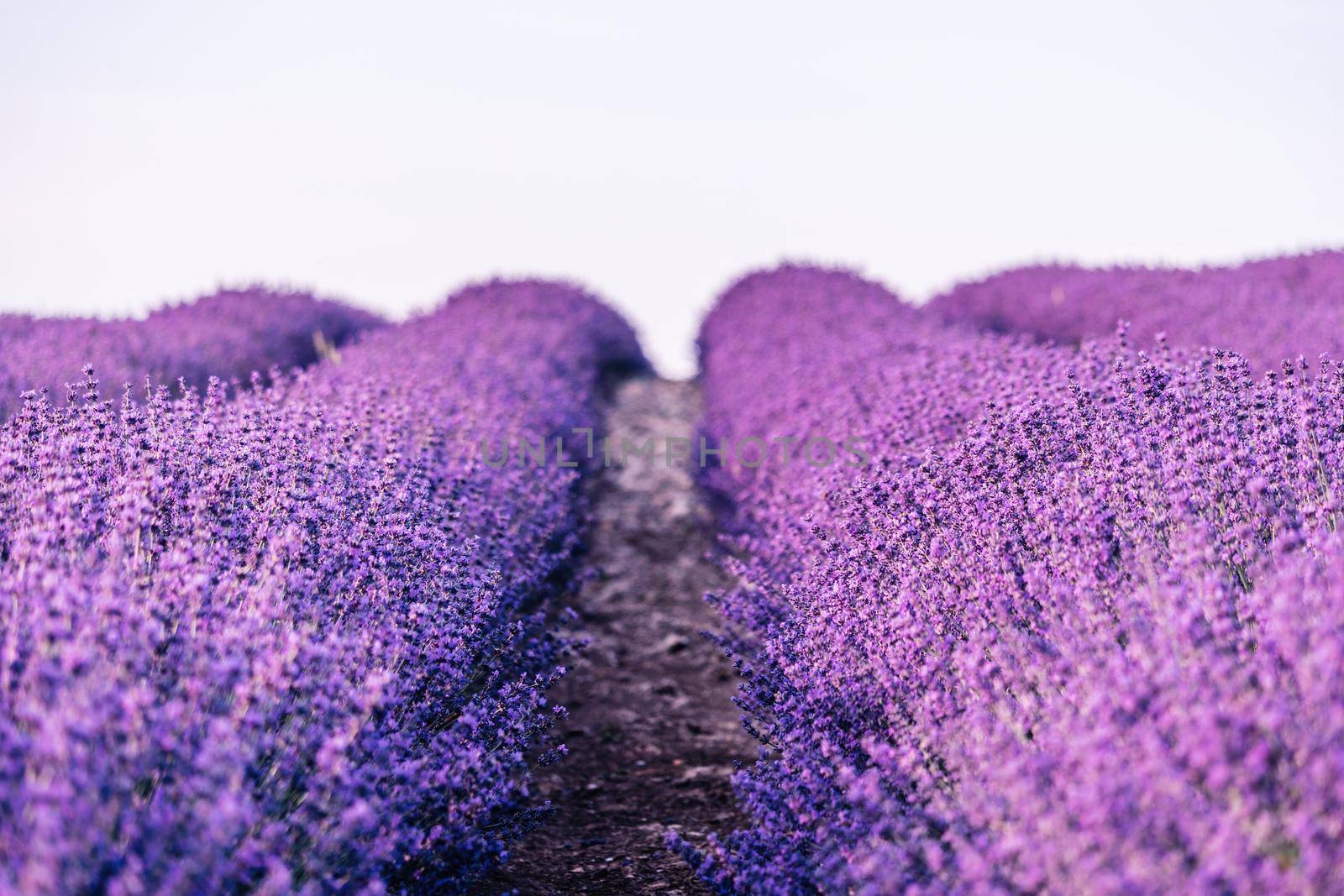 Lavender flower blooming scented fields in endless rows. Selective focus on Bushes of lavender purple aromatic flowers at lavender field. Abstract blur for background. by panophotograph