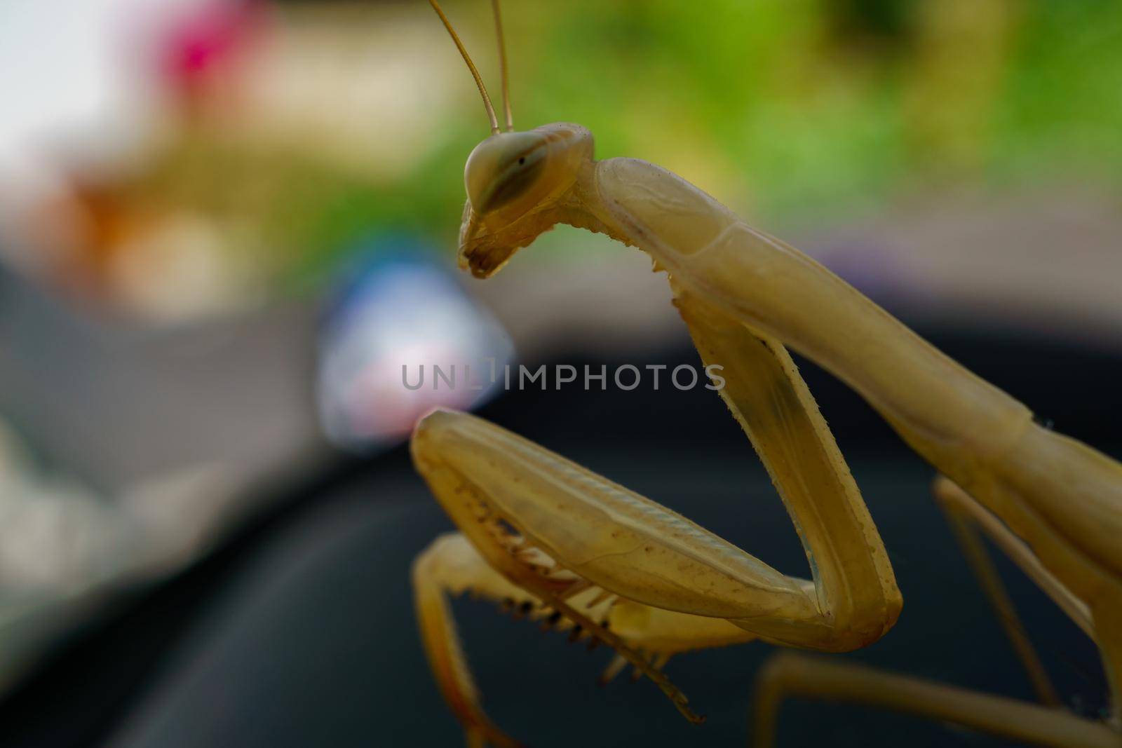 close-up of a yellow praying mantis macro photography