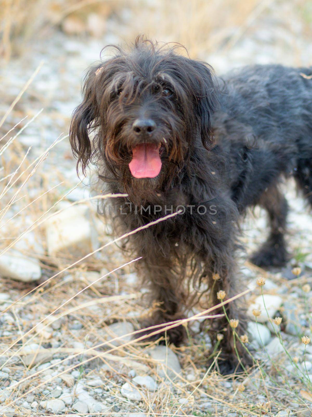 Cute terrier dog suffering from heat wave in europe
