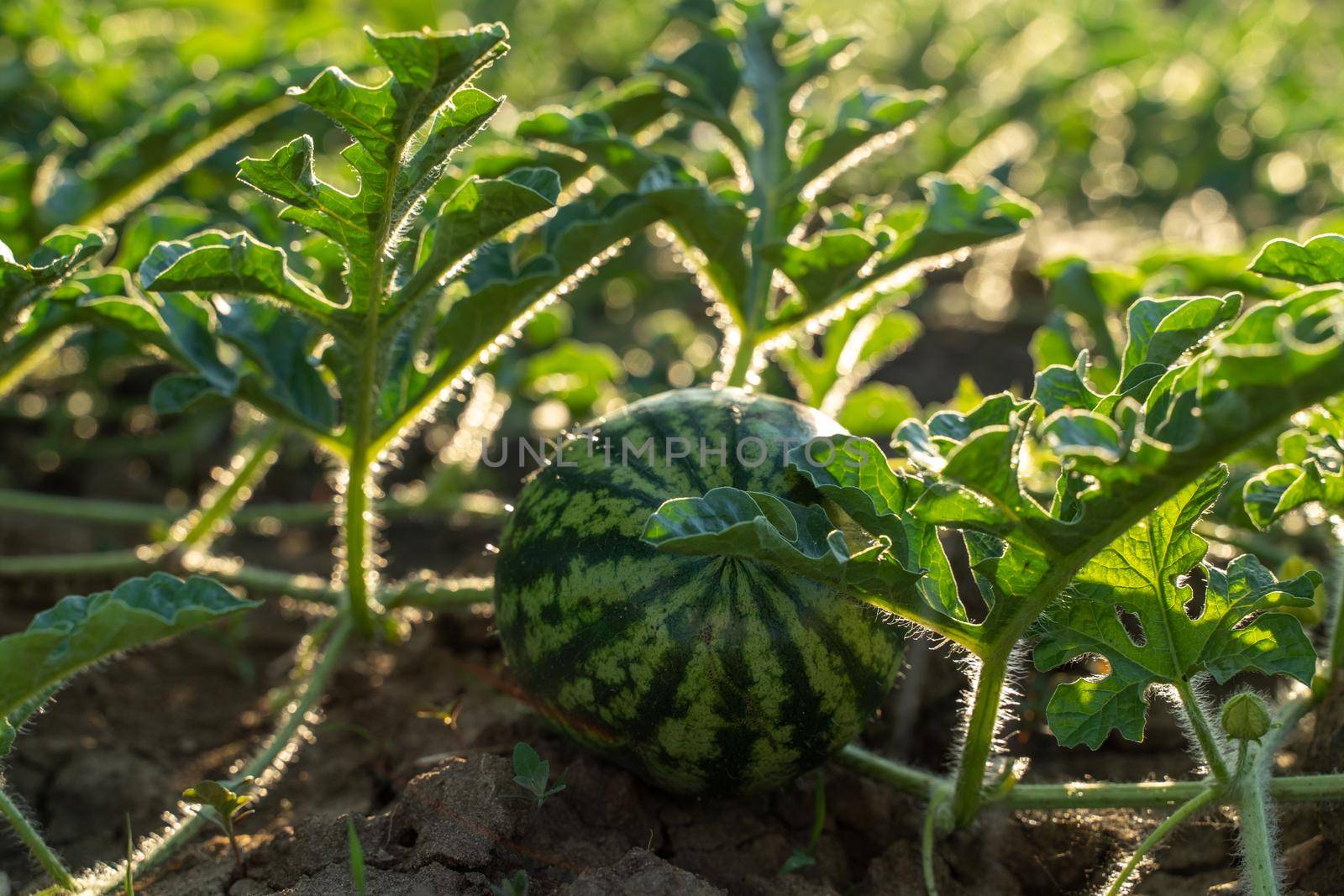 Watermelon grows on a green watermelon plantation in summer. Agricultural watermelon field