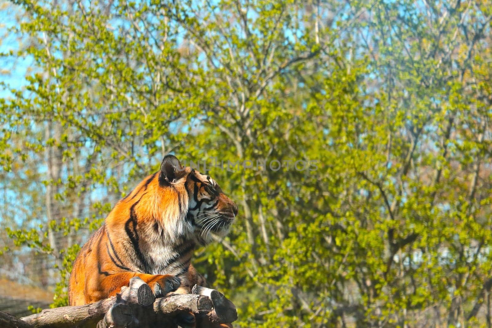 Close-up of a lying tiger in the park