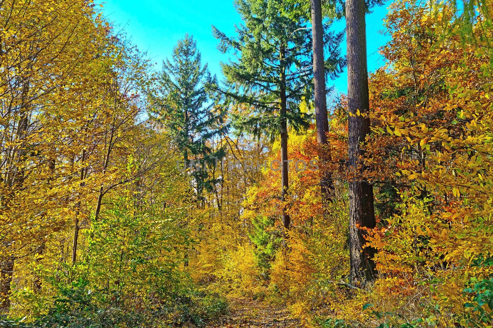 Bright yellow red green forest on a sunny autumn day