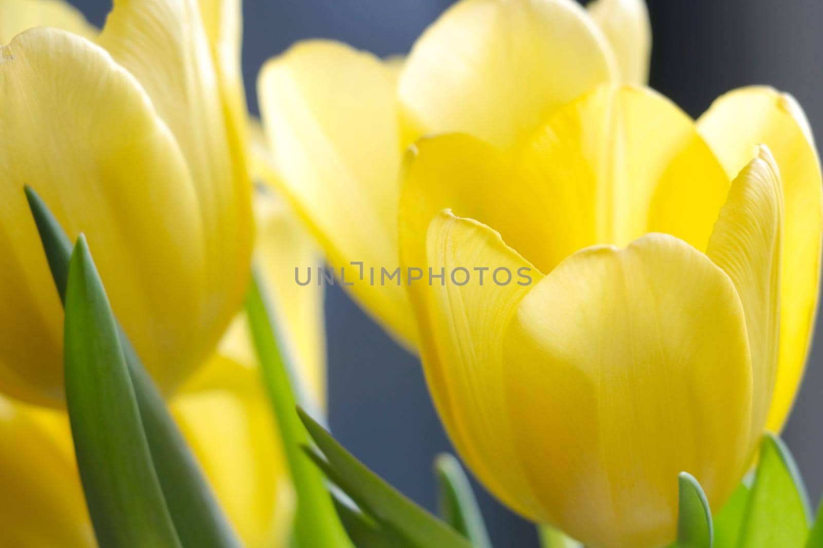 Yellow bouquet of fresh blooming tulips. Fresh flowers