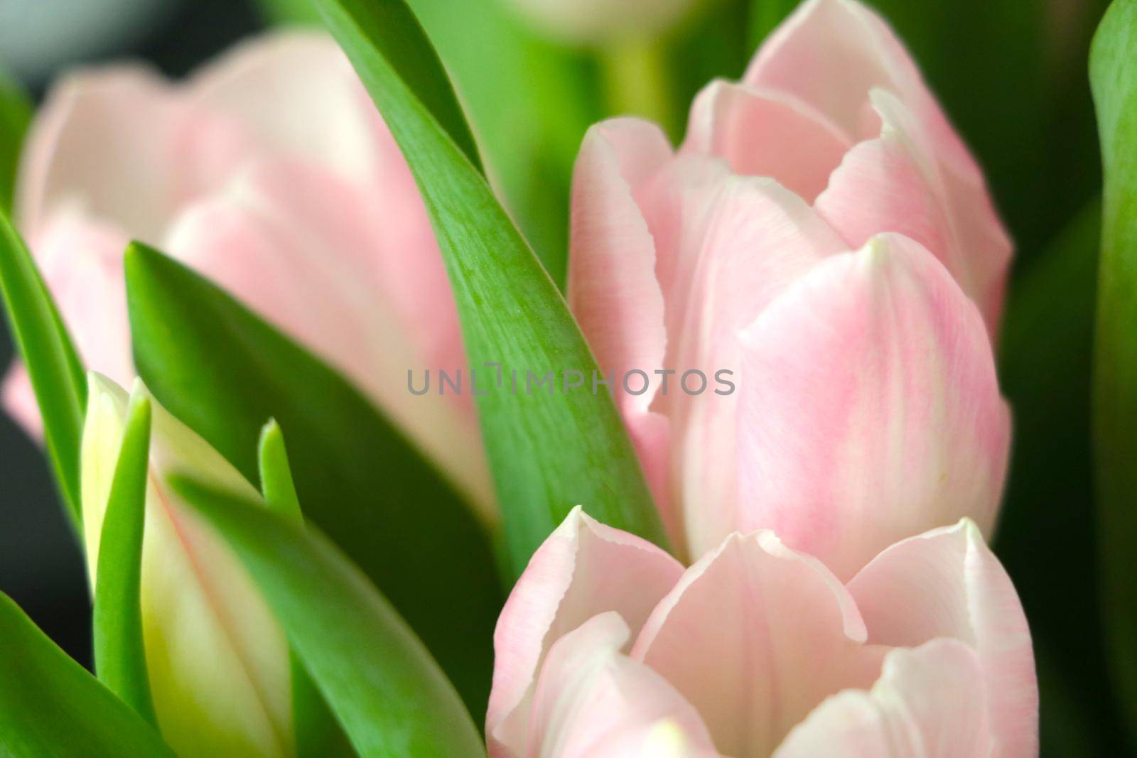 Soft focus. Bouquet of blooming tulips. Congratulations on the holiday