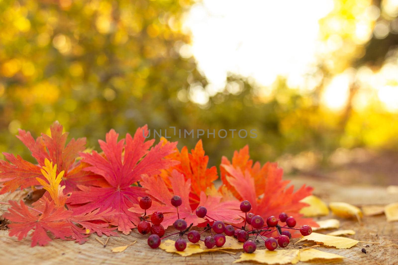 Autumn berries with red maple leaves on a big stump in the yellow forest, selective focus, blurred background, fall season and thanksgiving concept, still life