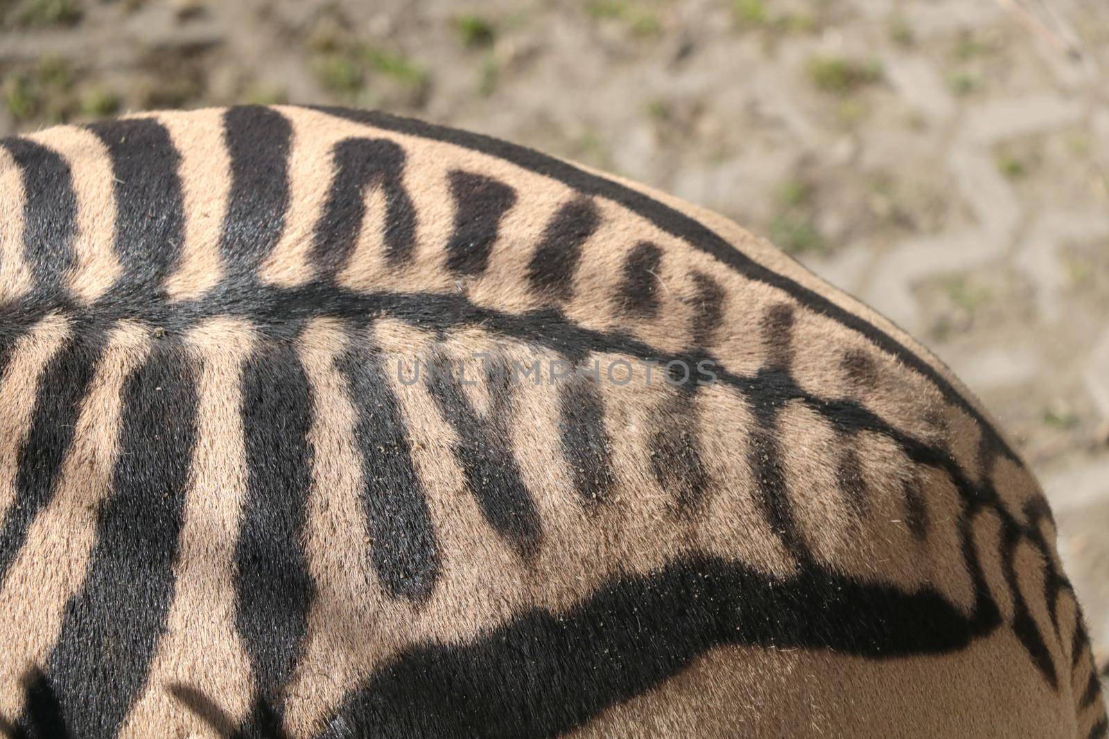 Close-up of the zebra's body. Background animals. by kip02kas