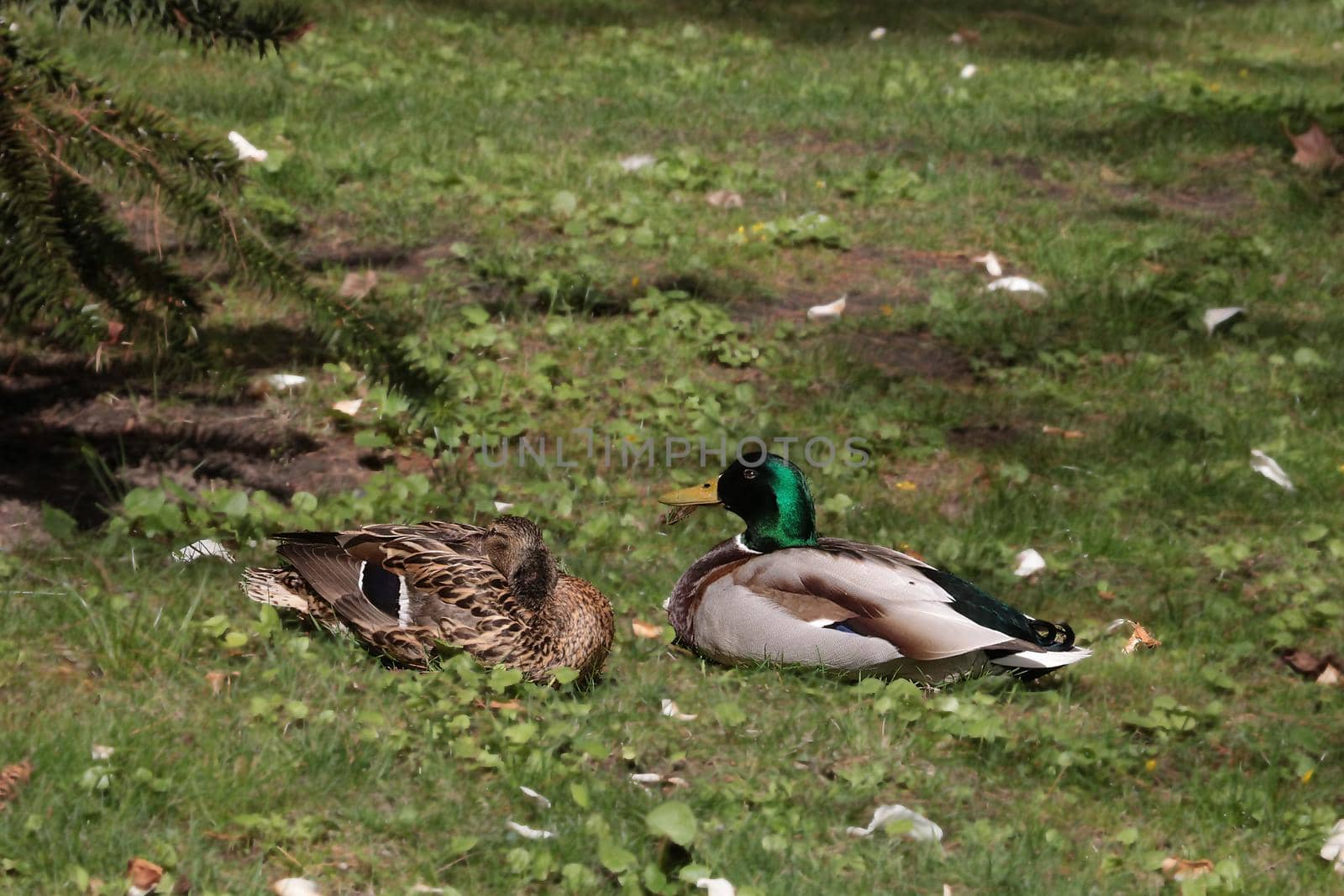 Close-up of the reclining ducks in the park. by kip02kas
