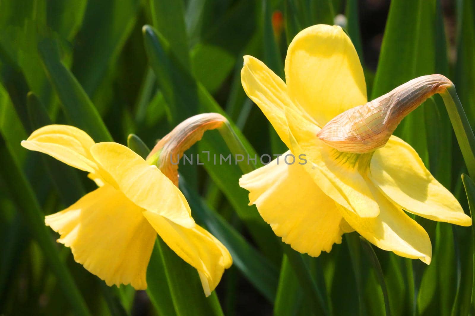 Beautiful yellow flowering daffodils in the garden in summer. by kip02kas