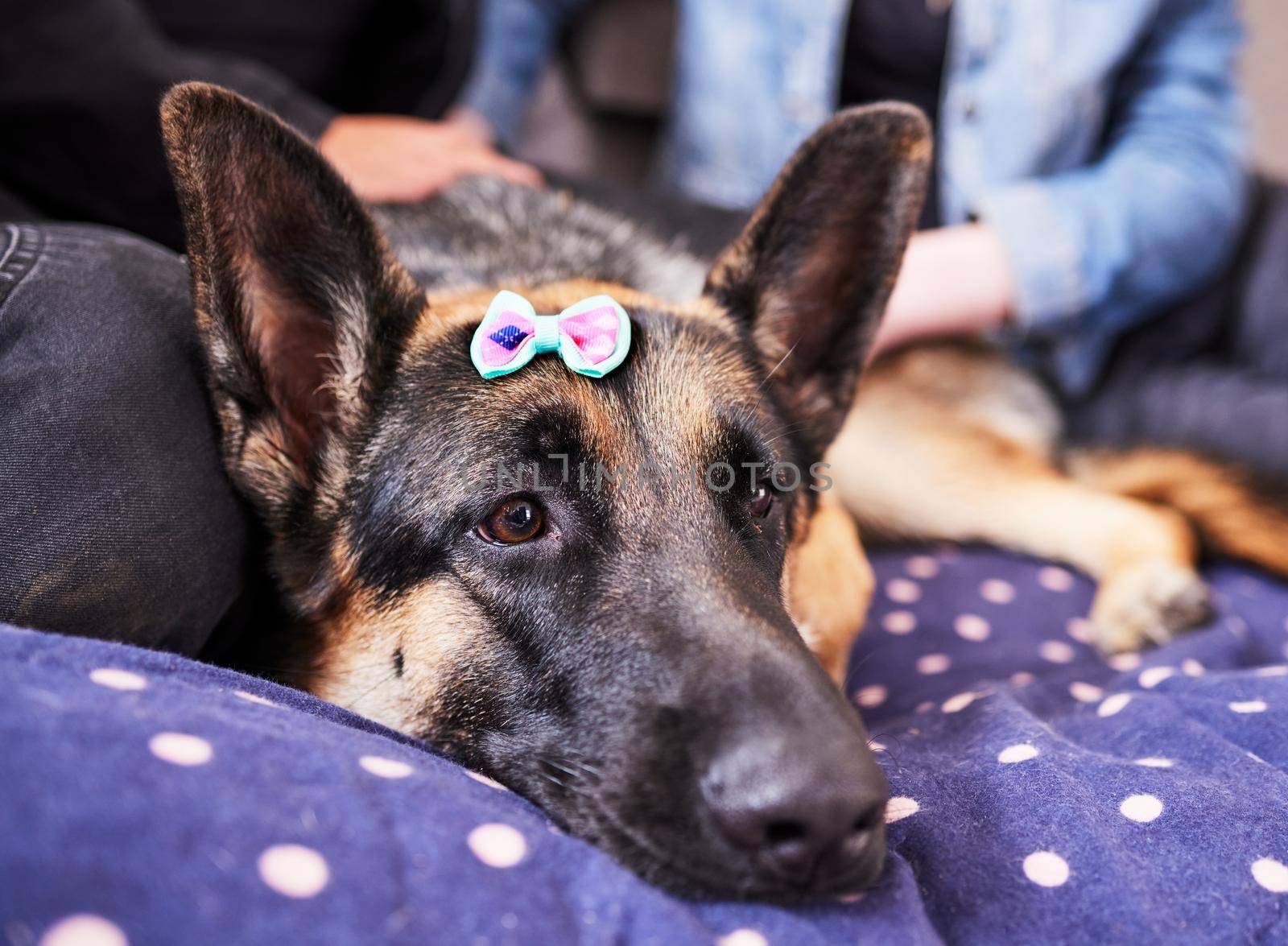 Dogs have fashion trends to keep up with too. an adorable German Shepherd lying on its bed during a day at home with its owners. by YuriArcurs