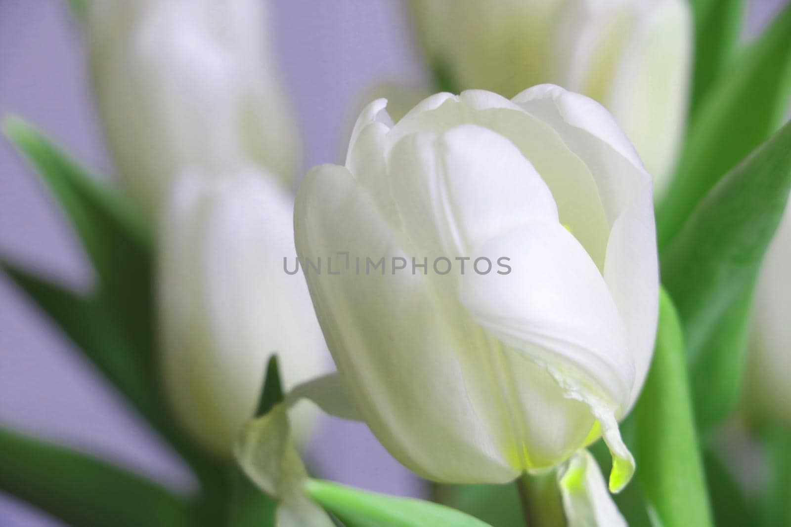 Close-up of a white blooming bouquet of tulips. by kip02kas