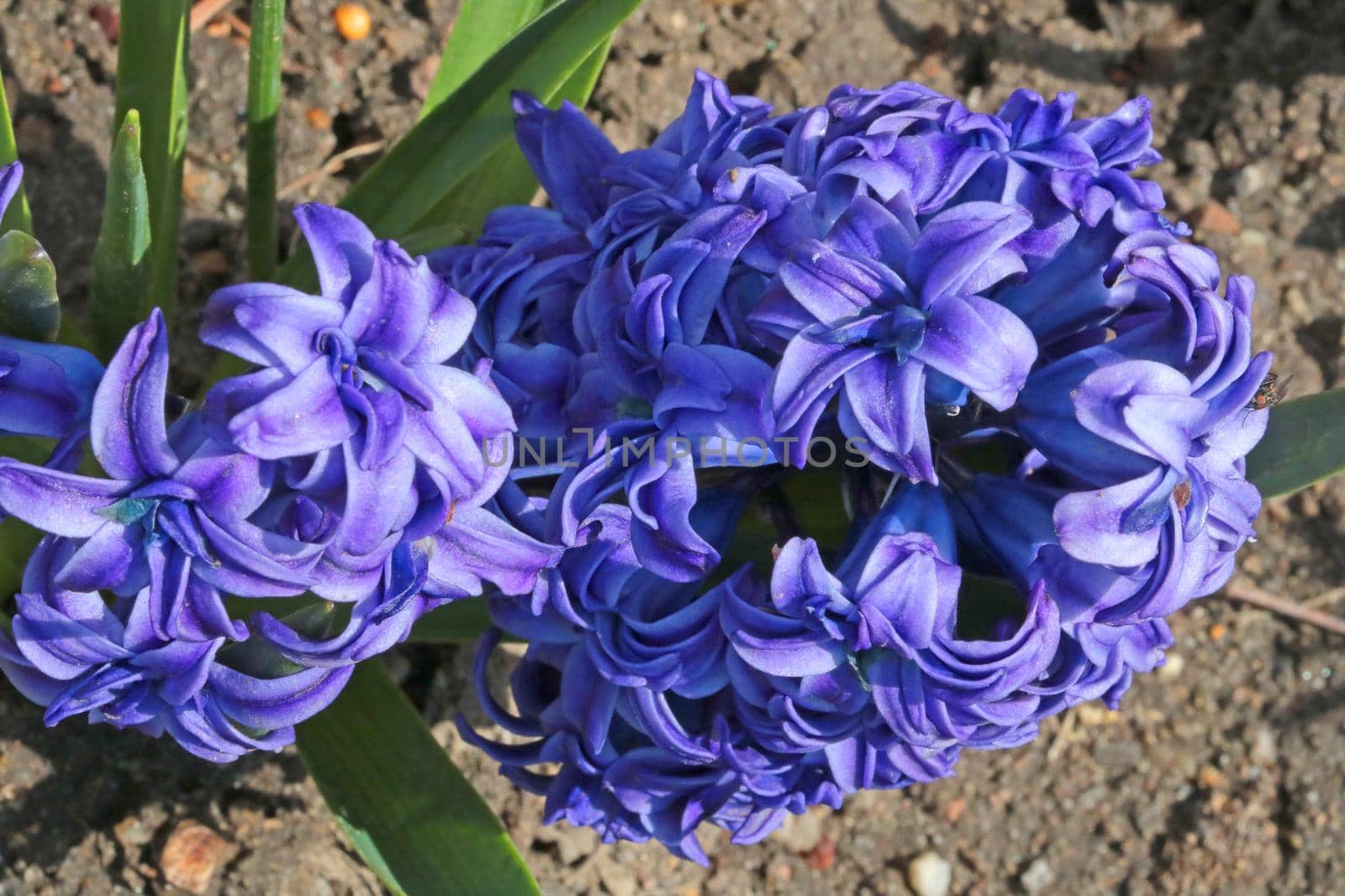 Top view of the flowering Hyacinth in the park