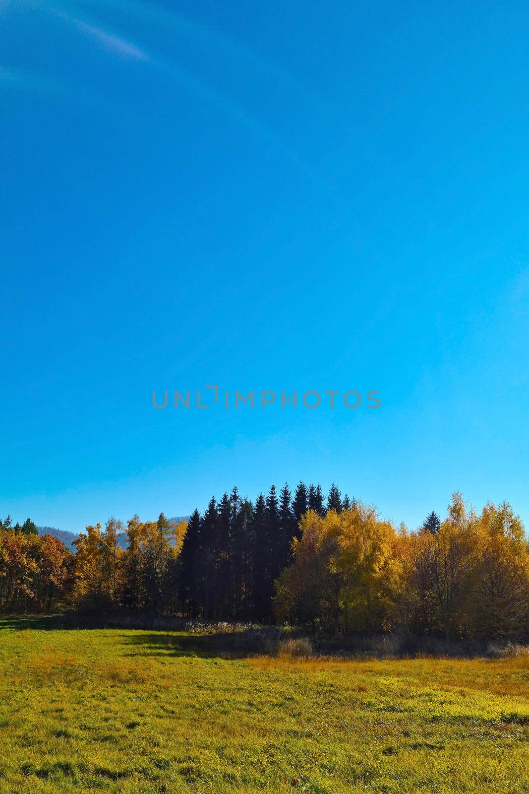 Yellow red forest on a sunny day. Autumn background