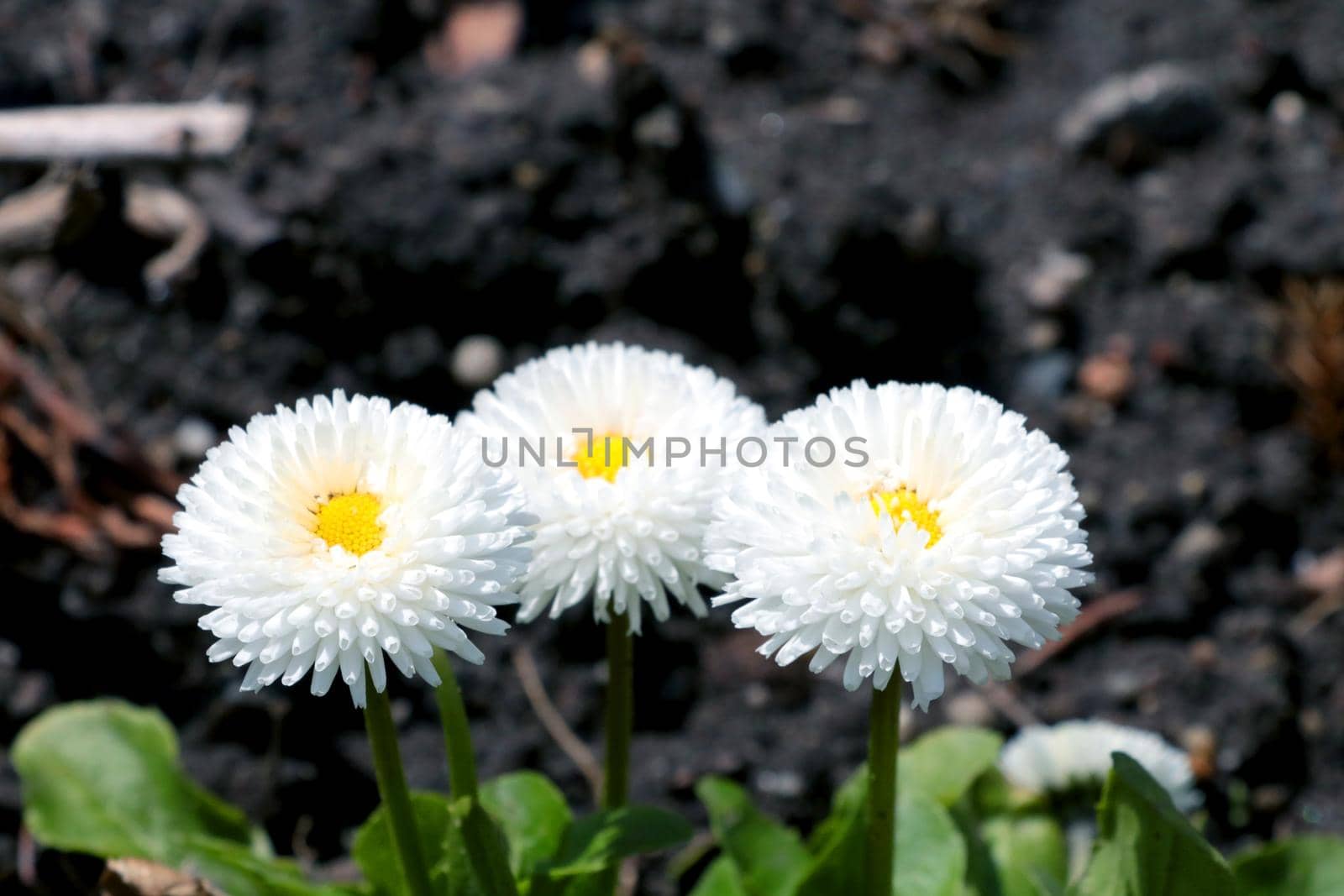 White small flowers bloom in the garden in summer. by kip02kas