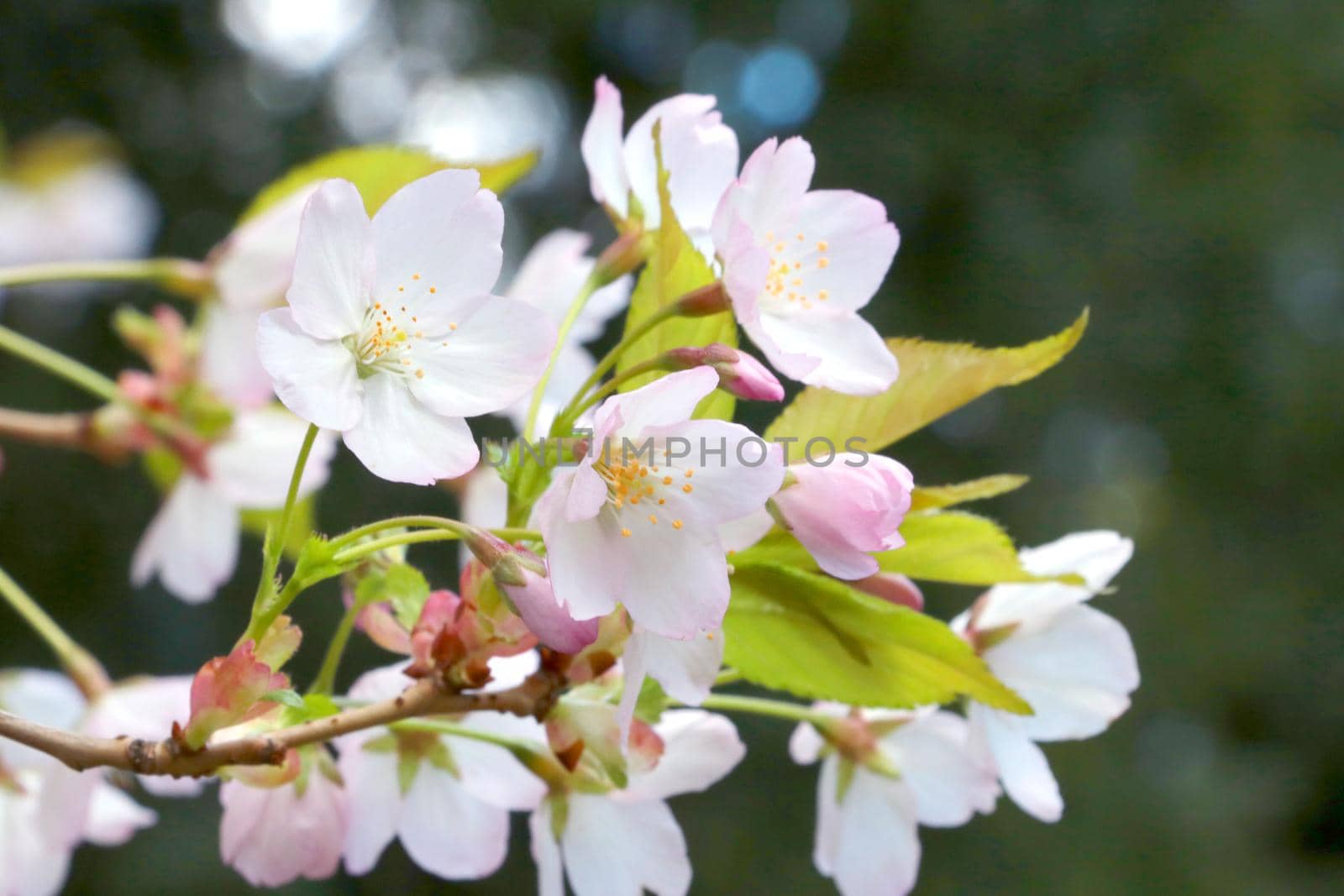 Young cherry or plum branches bloom in the garden in spring