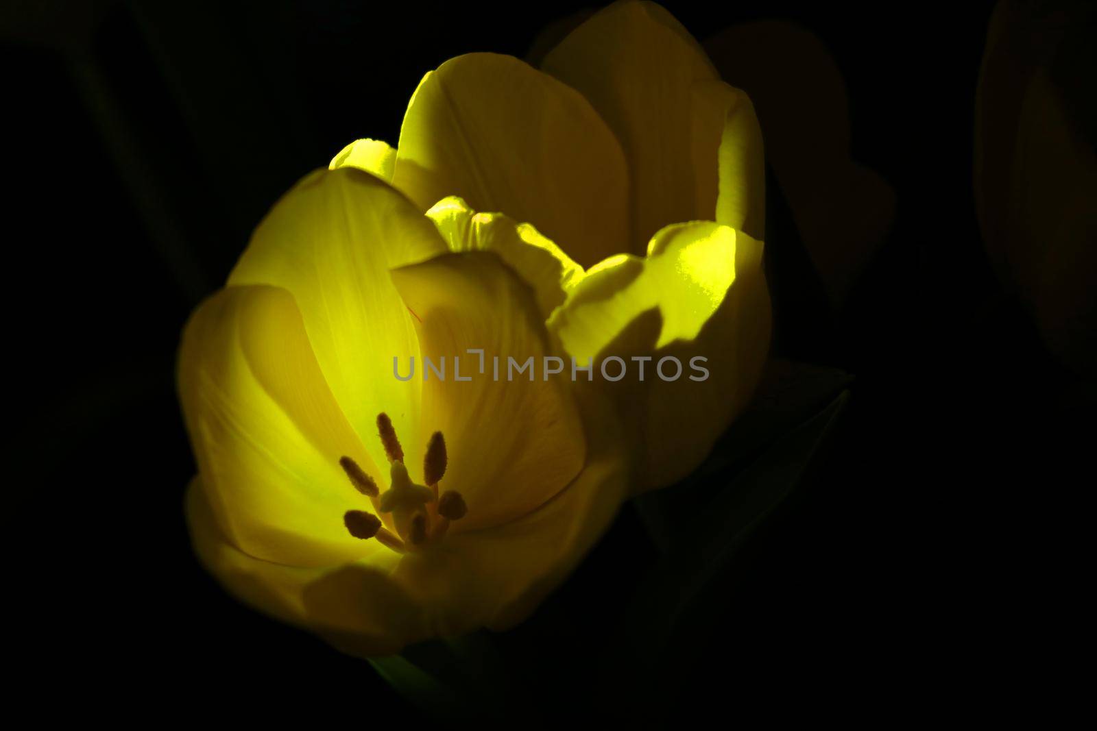 Yellow flowering tulip buds on a black background. by kip02kas