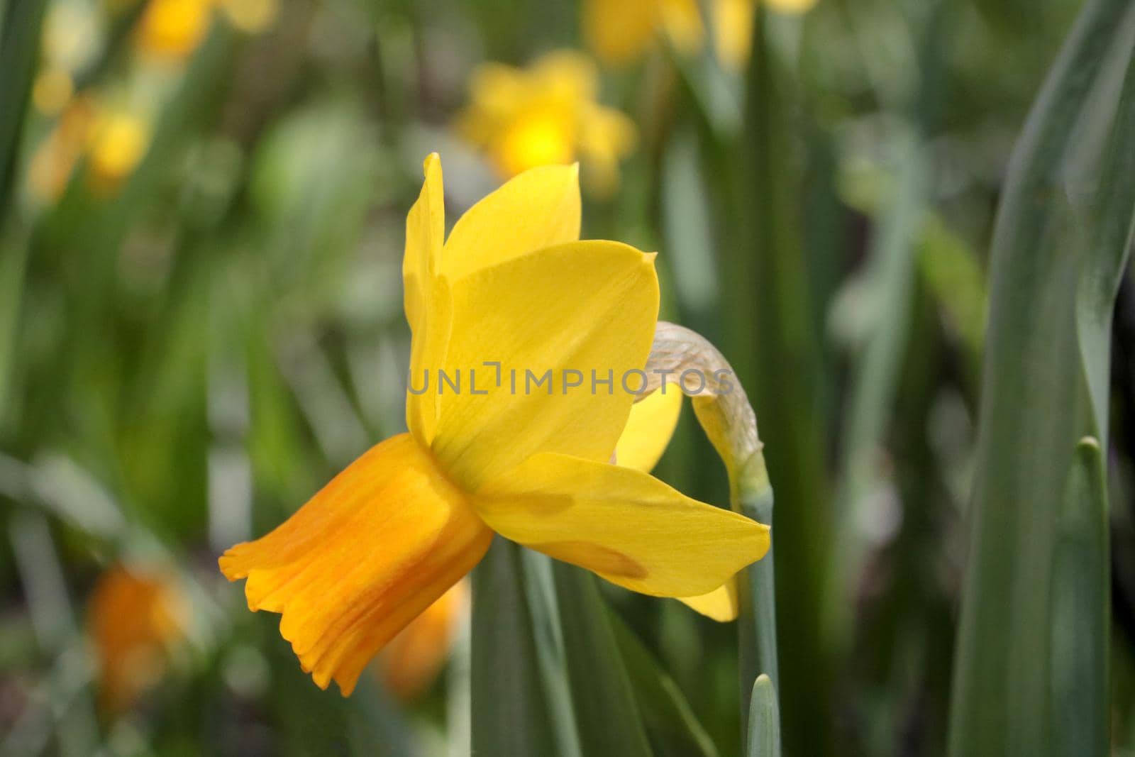 Close-up of a blooming yellow daffodil in the park