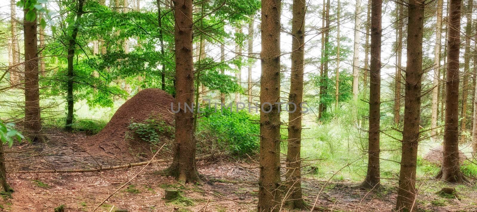 Huge anthill in a pine forest. Huge anthill in pine forest, Denmark