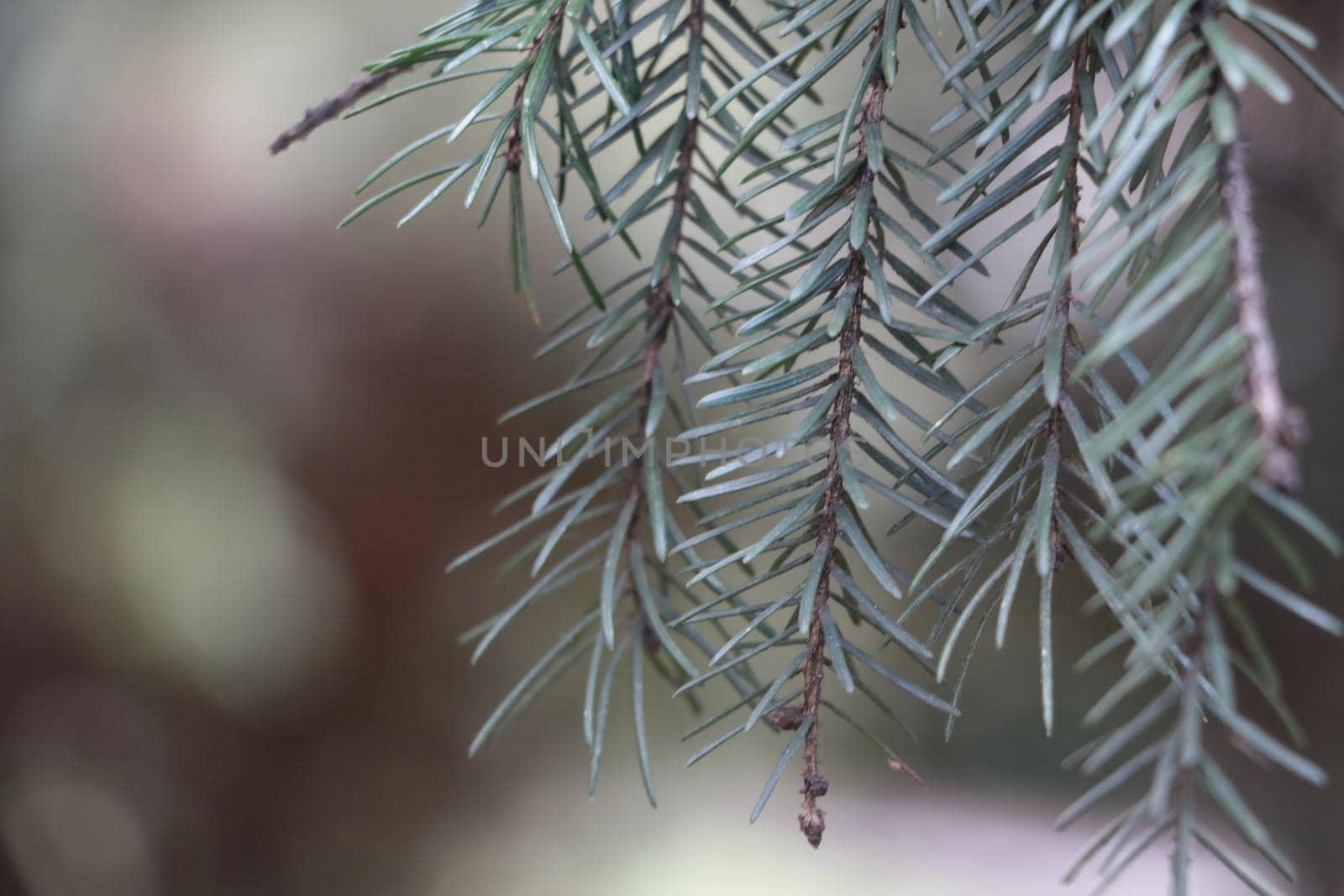 A young branch of pine or pine needles in the forest
