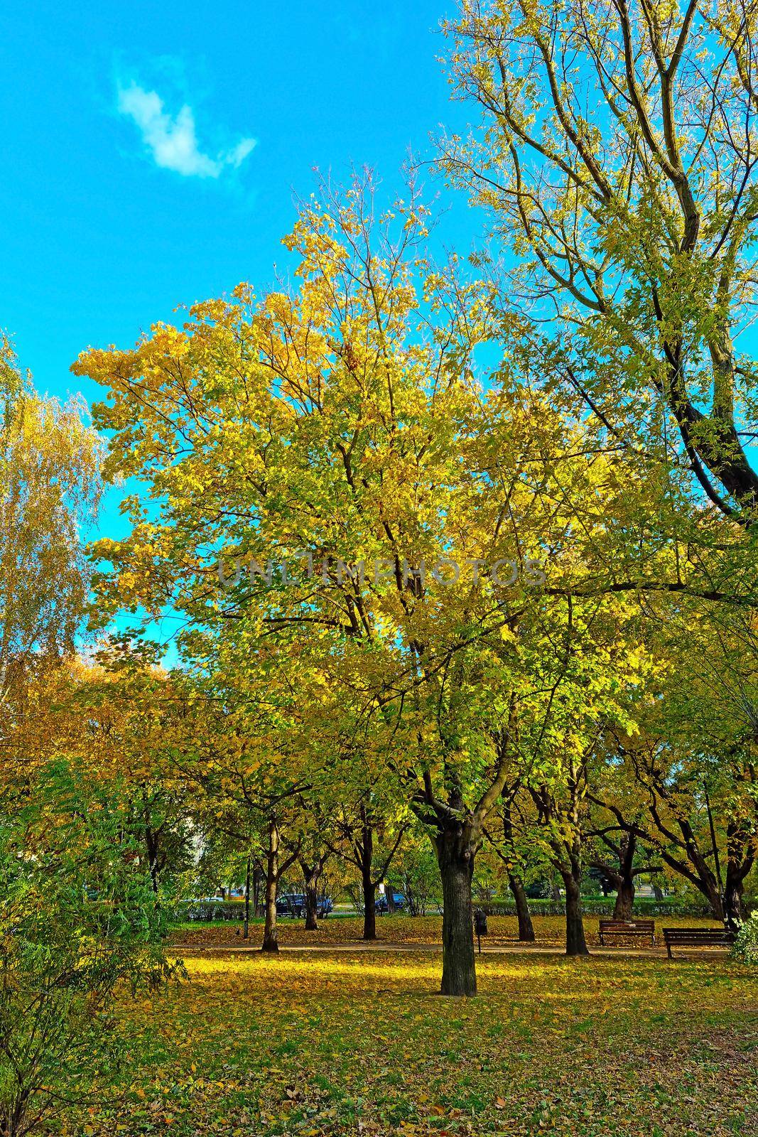 Yellow green trees in the park on a sunny autumn day. by kip02kas