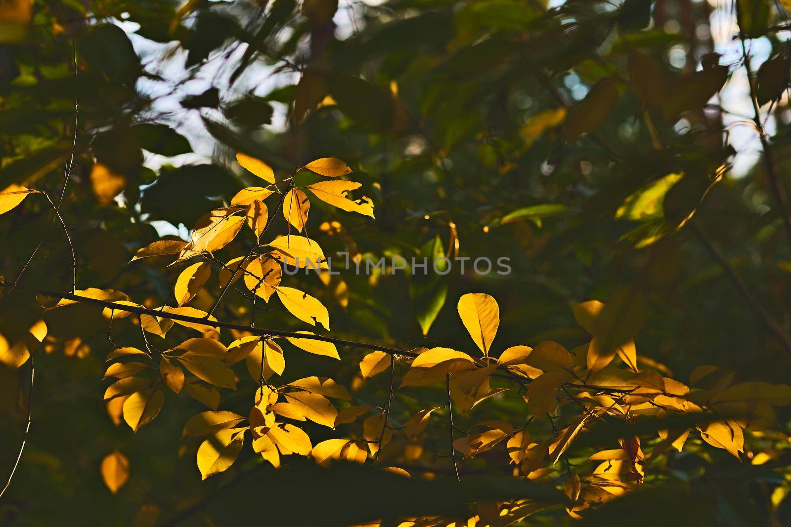 Golden shadow of autumn.Tree branch with yellow orange leaves by jovani68