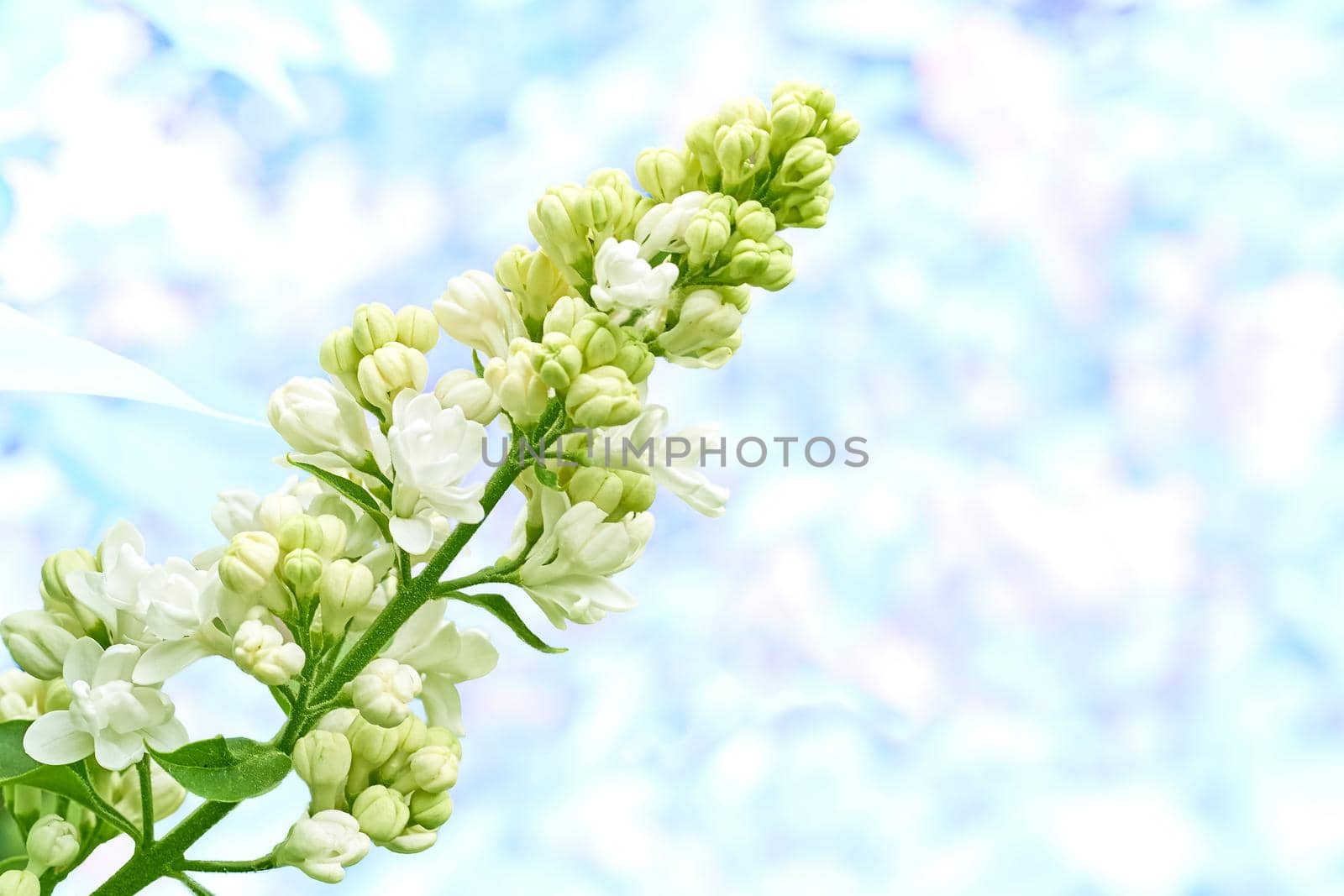 La Eurasian shrub or small tree of olive family, that has fragrant violet, pink, or white blossoms and is widely cultivated as an ornament.Fresh lilac branch with white flowers isolated on blue white