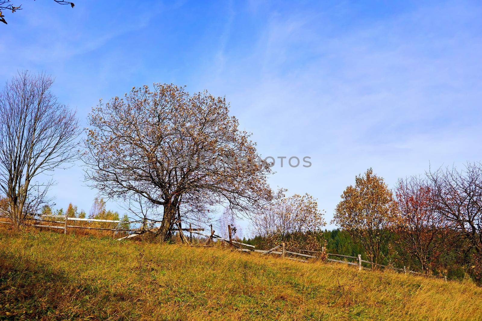 Autumn is the most colorful time of the year from all seasons, when nature changes its usual appearance to golden colors. Autumn trees with falling leaves on a rural pasture, withering yellow grass