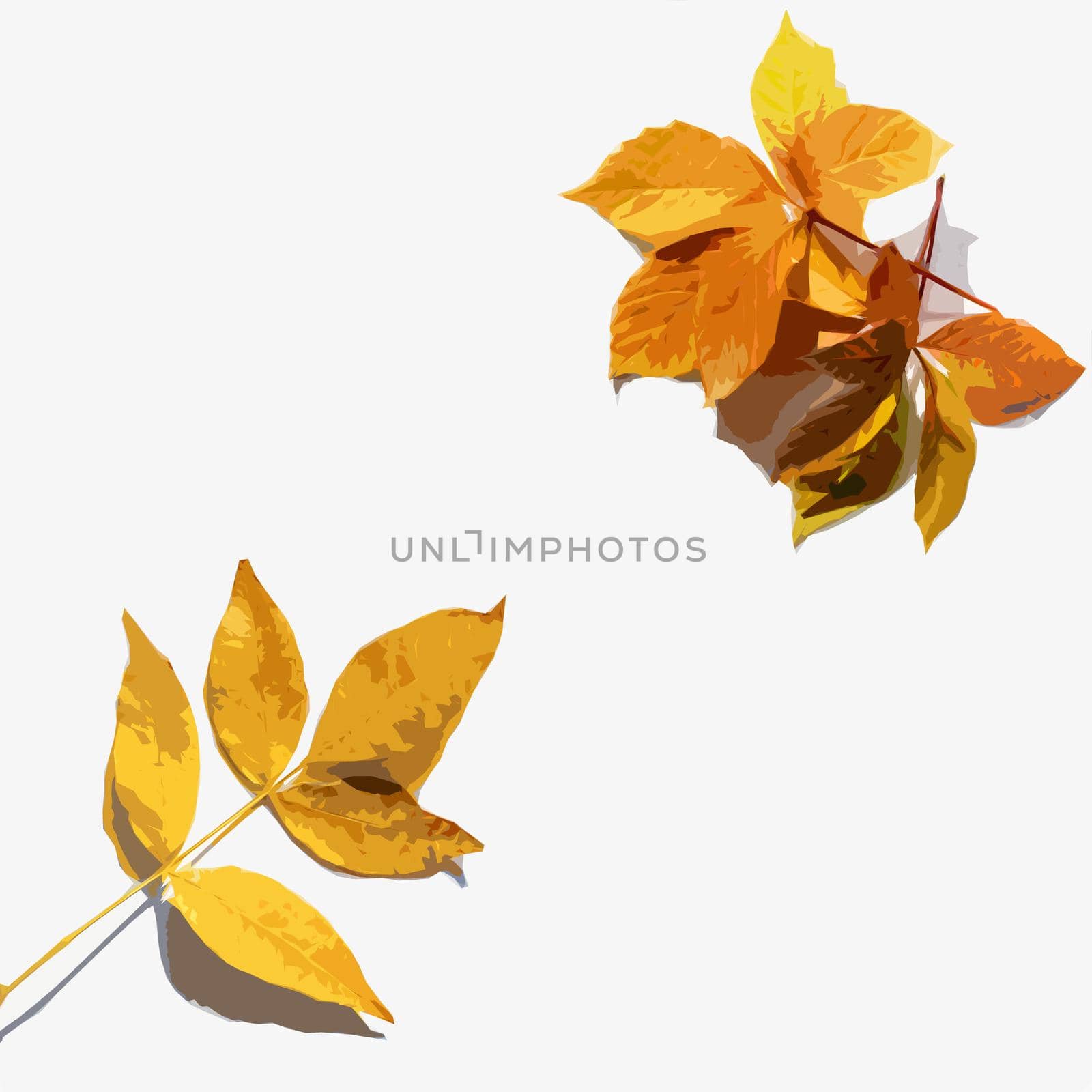 collection beautiful colourful autumn leaves isolated on white background. illustration
