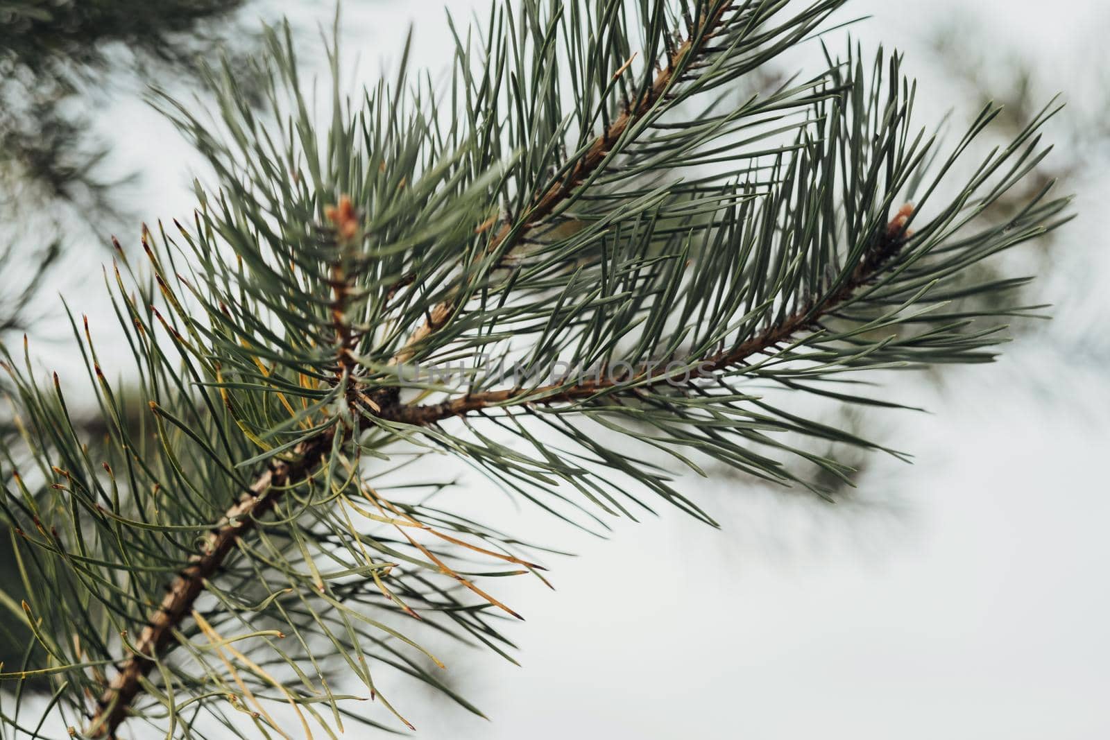 Close Up of Fir Branch of Tree